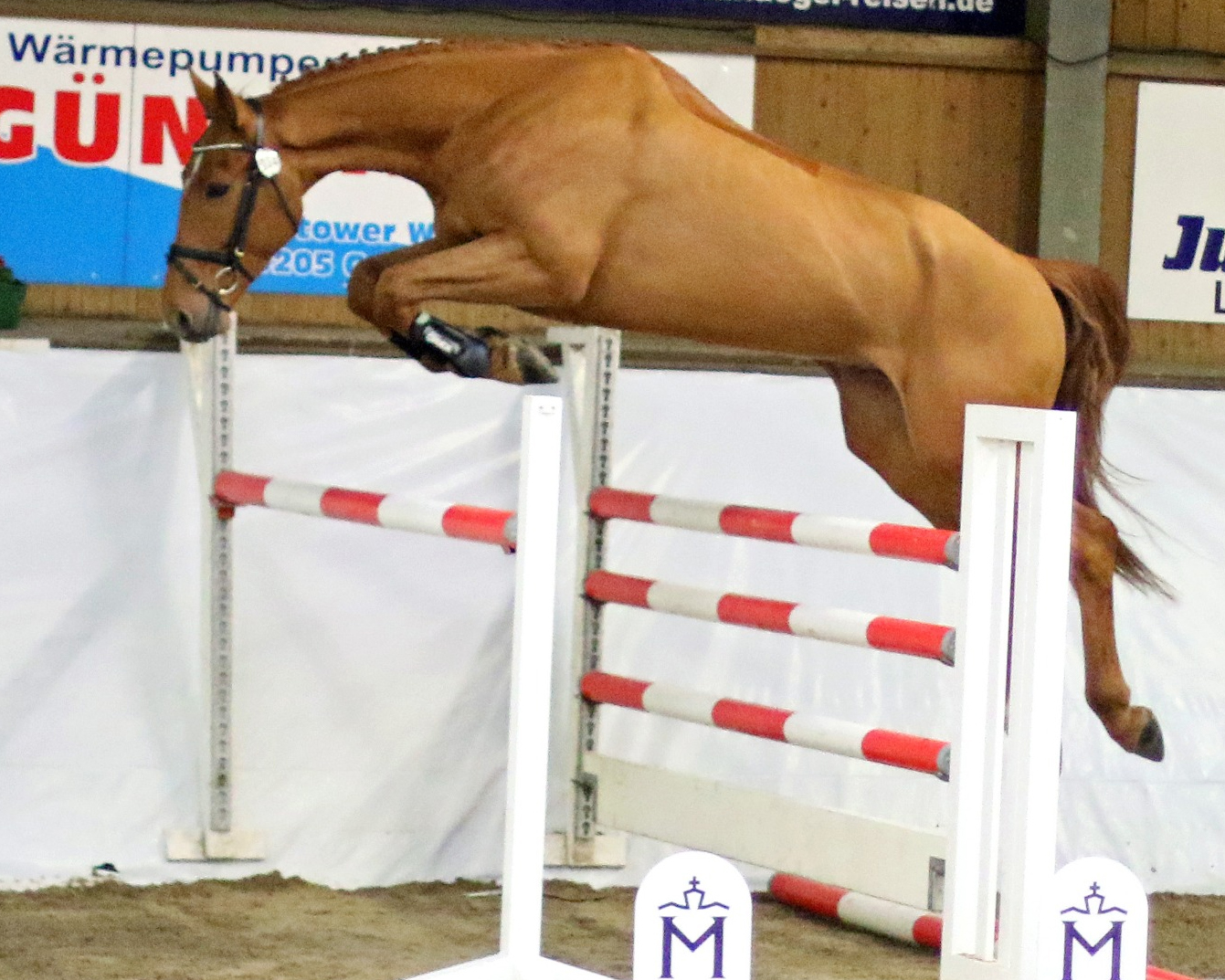 Charmeur W v. Cicero Z, Sieger bei den 5-jährigen Pferden (Z.u.A.: Maik & Paula Wernicke, Gr. Gottschow). © KaLo