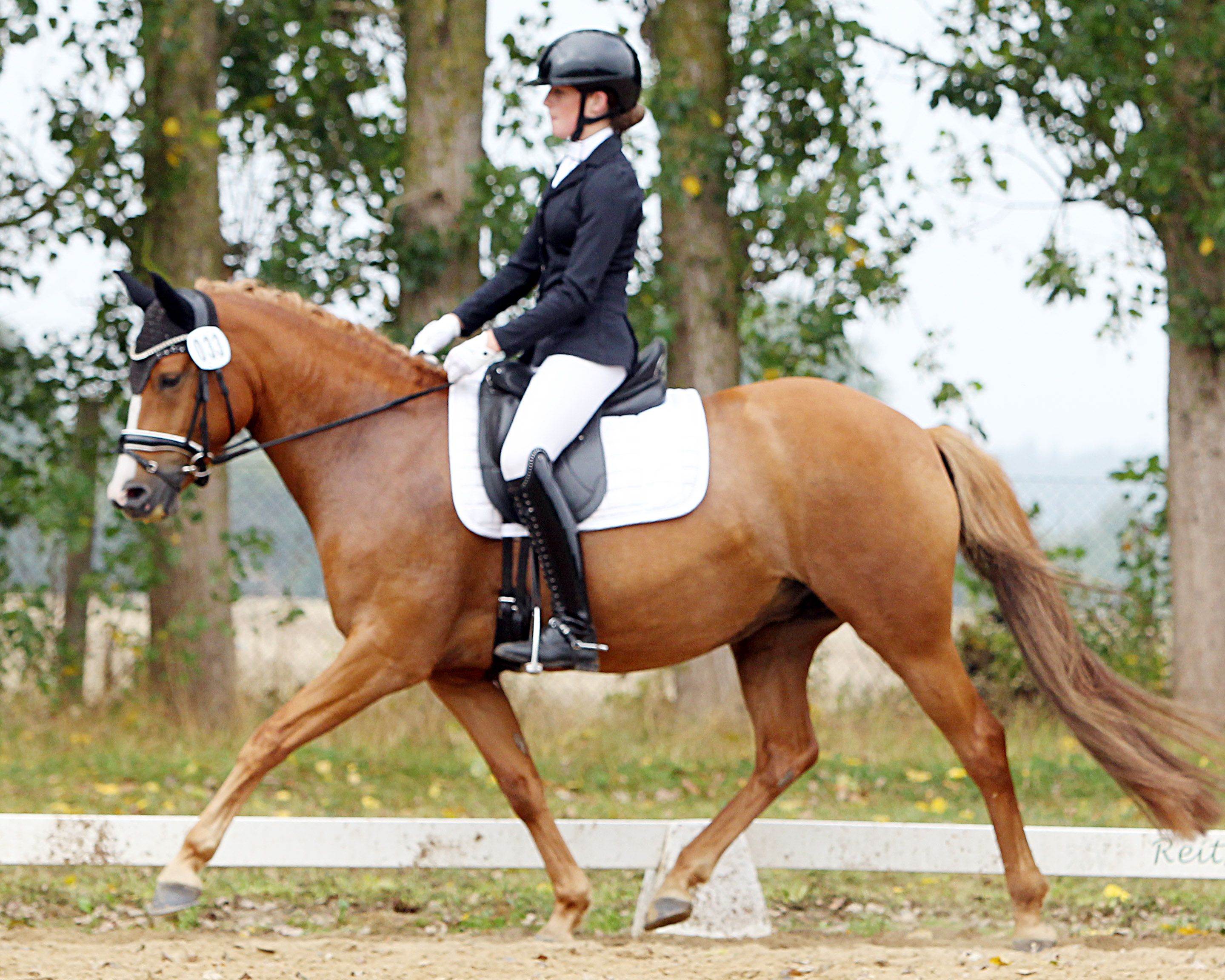 Mit Wertnote 7,9 hat Matilda Behrens aus Eldena mit Pony Crown Nullnullsieben die Dressurpferdeprüfung Klasse A in Neustadt (Dosse) gewonnen. Das Foto zeigt sie mit Pony Darja G. © Archiv Wego