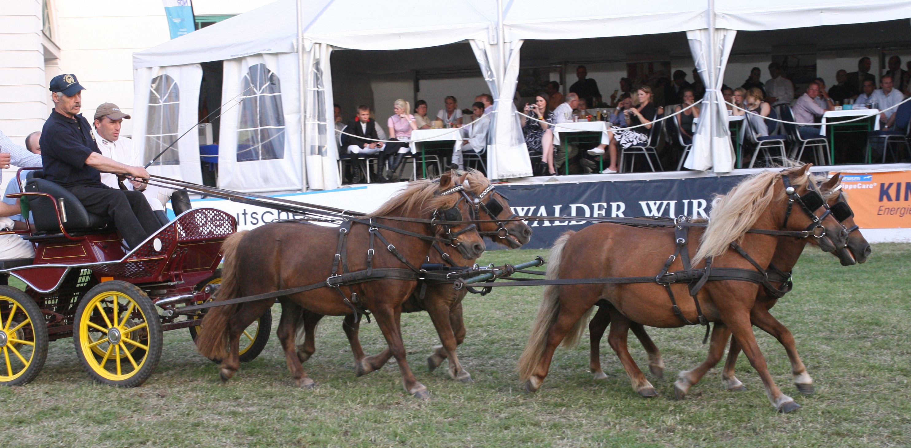 Auch an den Leinen ist Gisbert Koch Experte - hier in Mühlengeez bei einer Show im Vierspänner mit Holger Wulschner als Beifahrer. © Jutta Wego