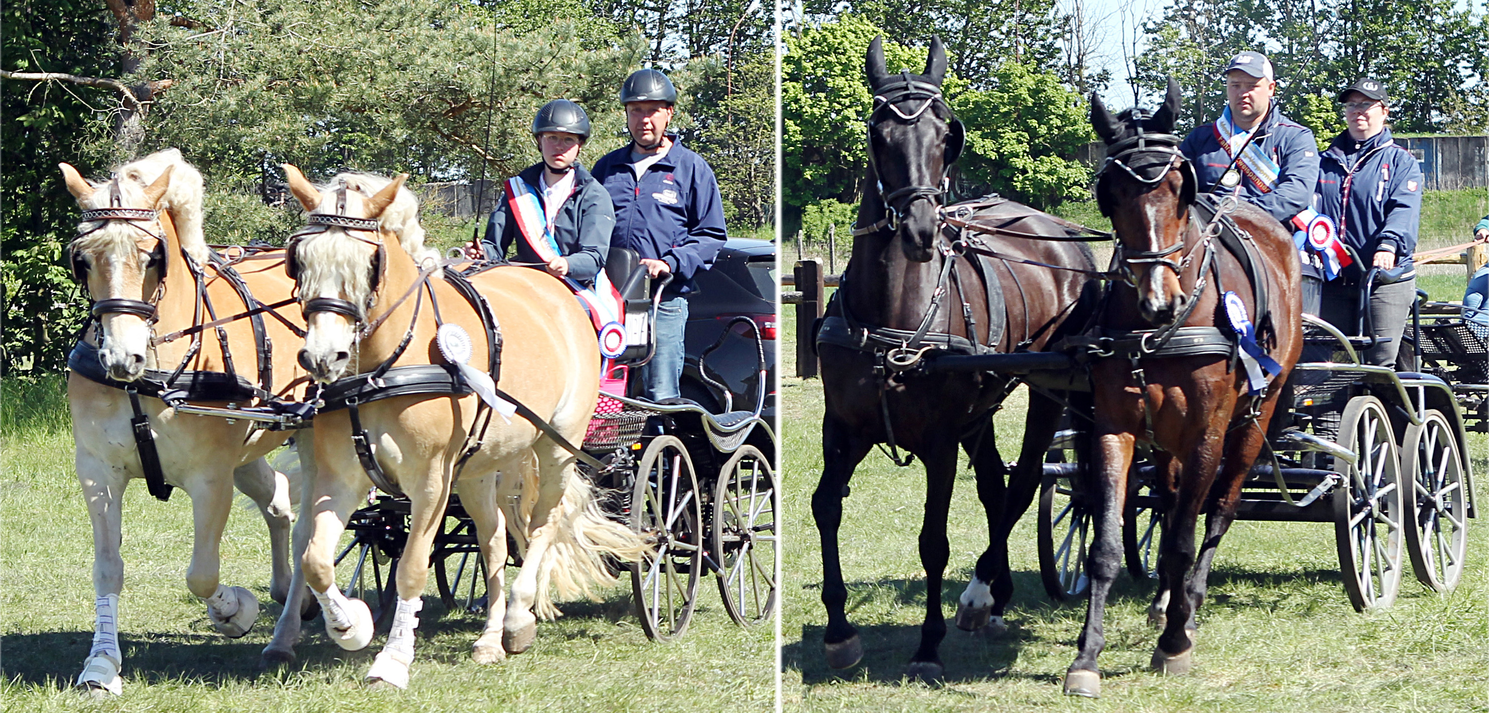 Titelverteidiger bei den Zweispännern in der Landesmeisterschaft sind Nele Huse (l.) bei den Ponys und Tobias Kriemann bei den Pferden, beide von der Reitergilde Katzow. 