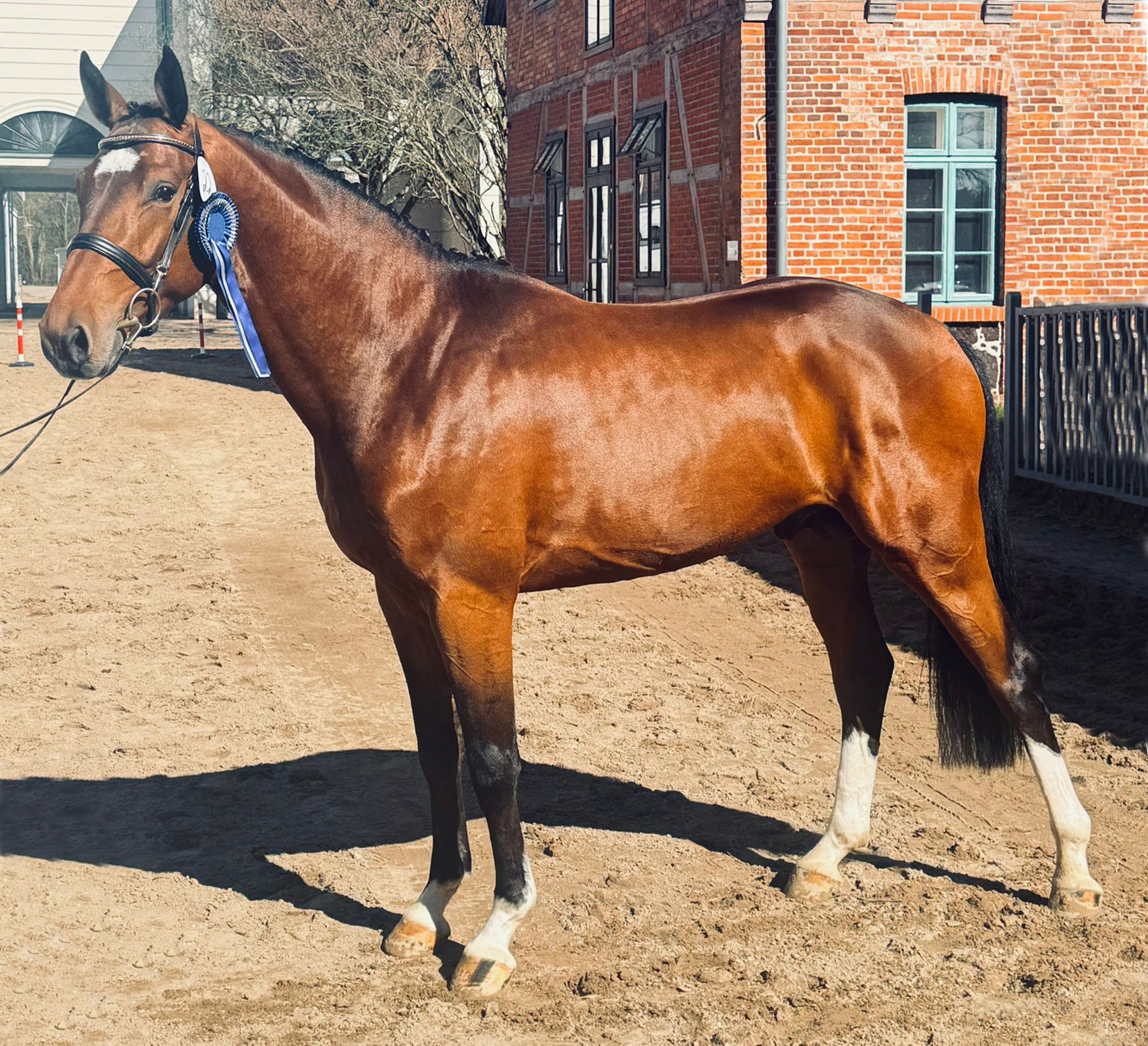 Kat.Nr. 22 Deutsches Sportpferd, Braun 3J. (166cm) von Kashmir van het Schuttershof. © VPZMV