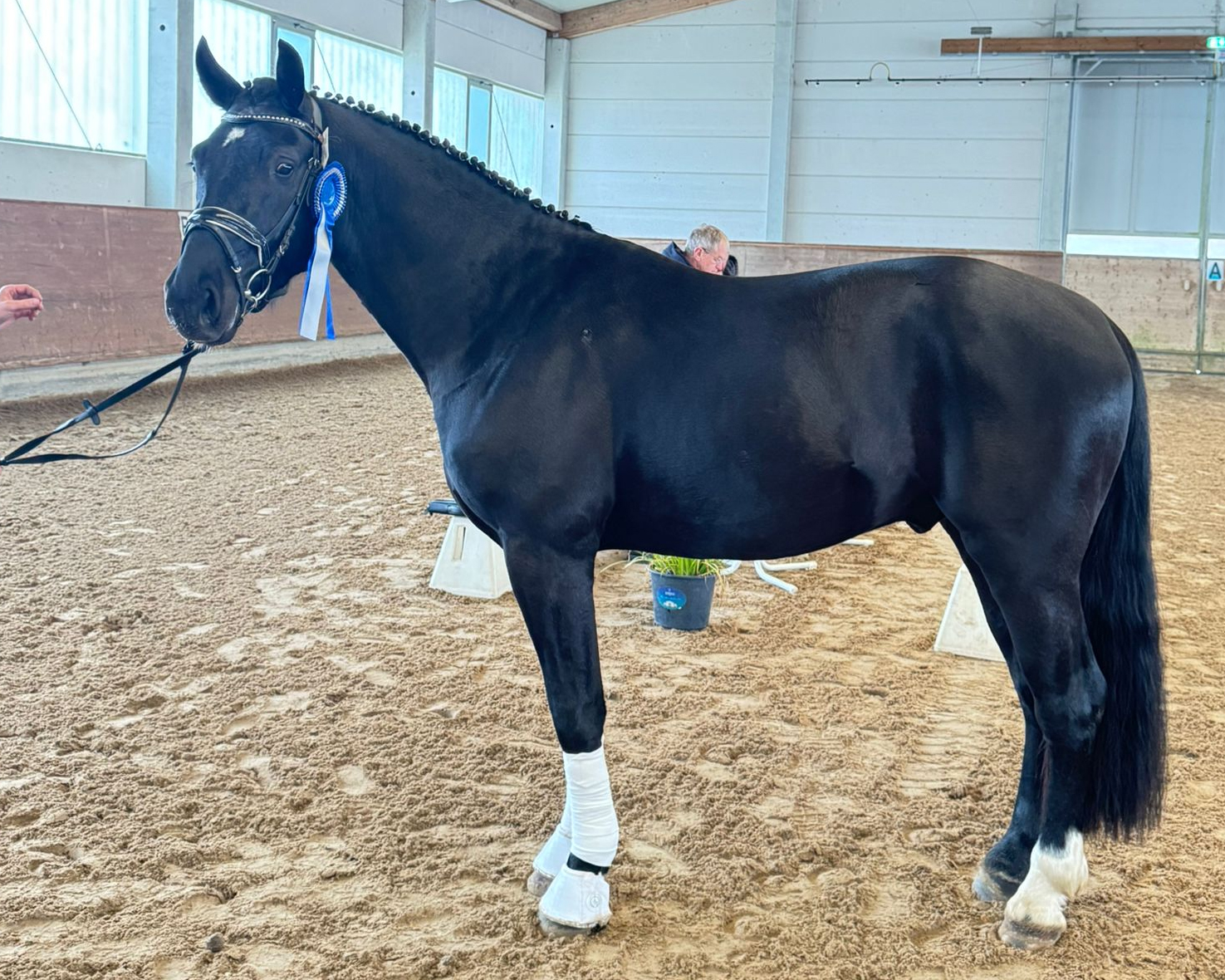Redefin Frühjahrskörung: Neun Hengste gekört