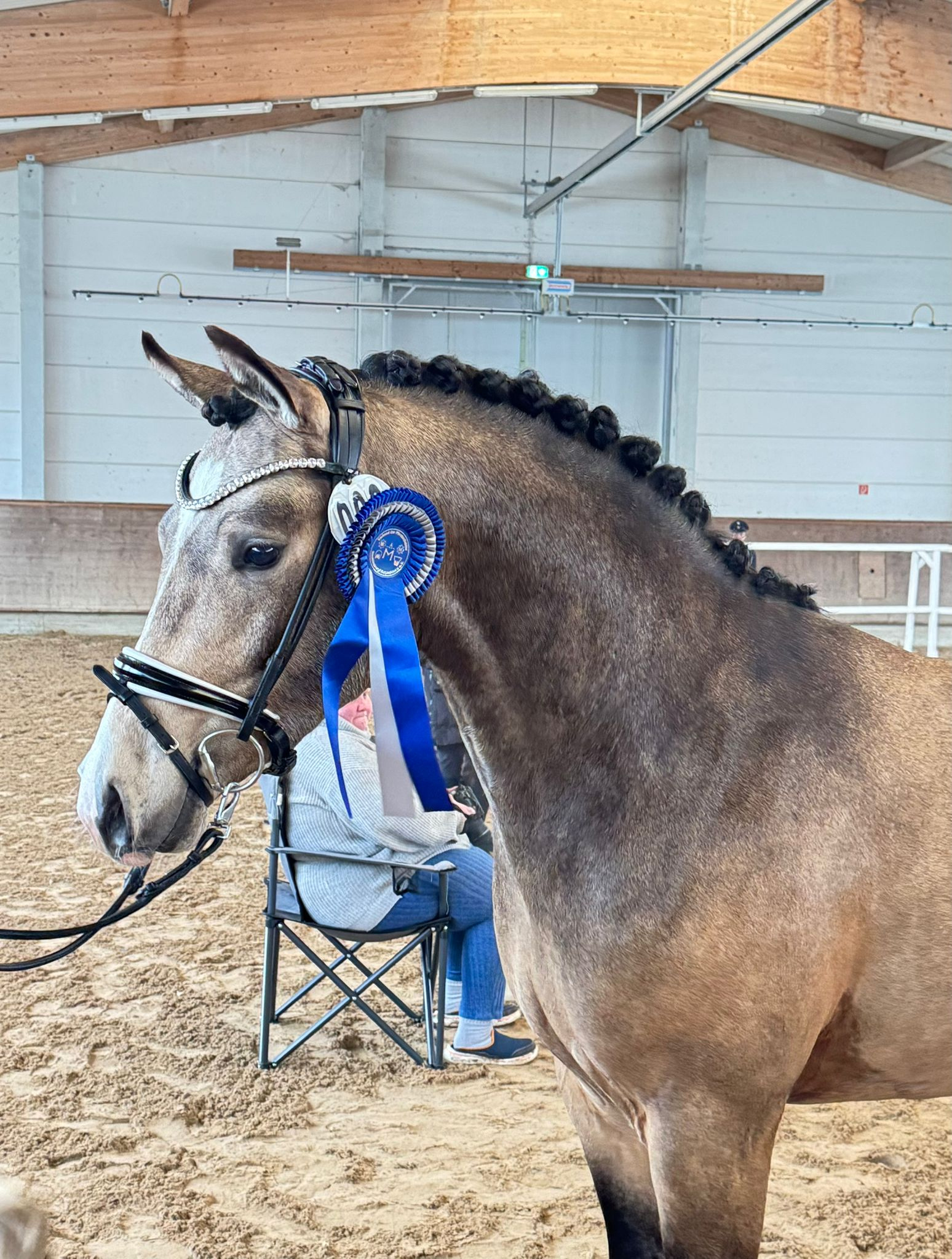 Kat.Nr. 06 Deutsches Reitpony, Braunisabell 3J. (147cm) von Reitland’s Bon Ceur B. © VPZMV