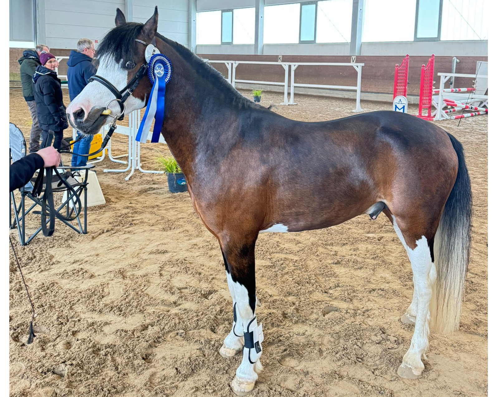 Kat.Nr. 05 Welspony Sek. B, Braun, 5J. (133cm) von Rosenhof Chico. © VPZMV