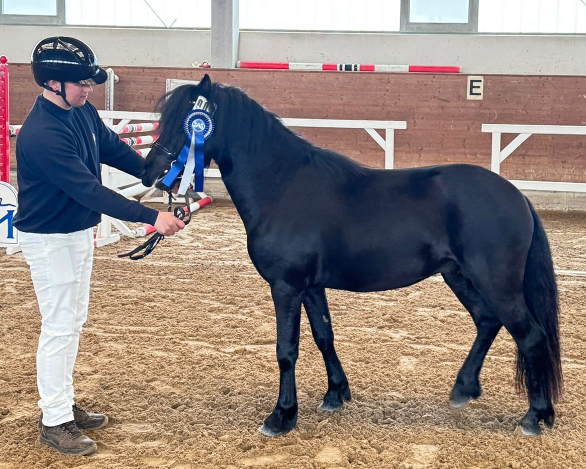 Kat.Nr. 03 Dartmoorpony, Rappe 3J. (125cm) von Magnum Windstar. © VPZMV