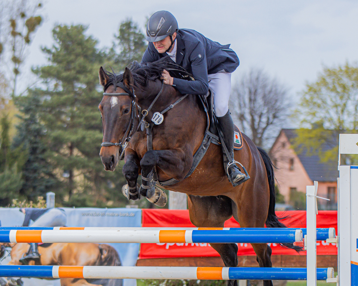Das Championat von Polzow, ein Zwei-Sterne M-Springen, gewann der Holzendorfer Thomas Schröter mit der 11-jährige Stute Hasel. © Sophia Boge