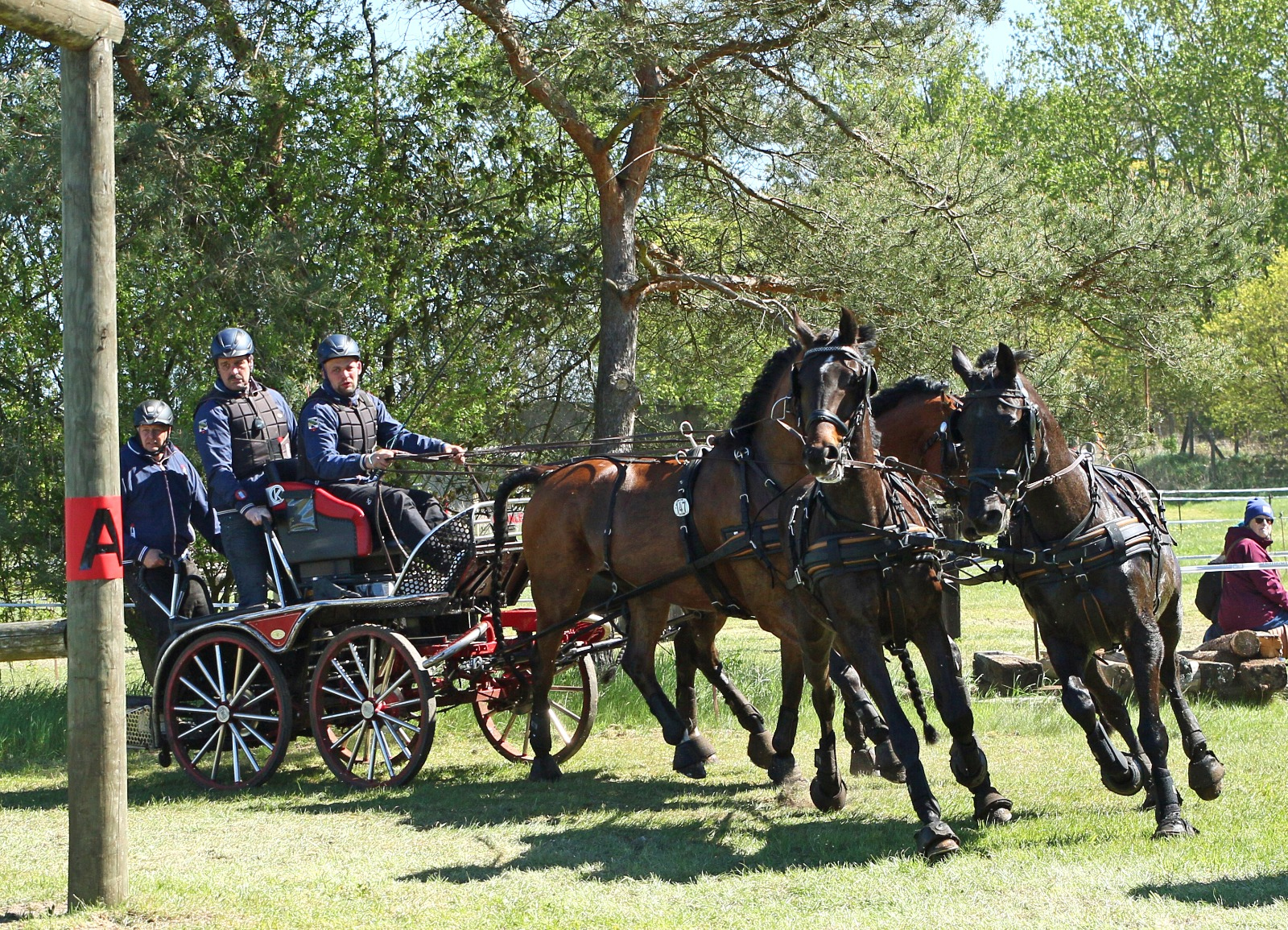 Der Sieg in der Vierspänner-Kombi für Pferde ging Dank der besten Dressur an den Sachsen-Anhaltiner Markus Stottmeister aus Bösdorf. © KaLo