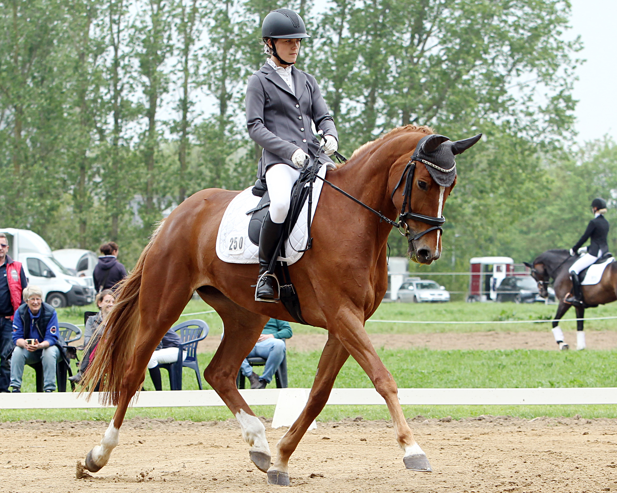 Die L-Dressur L2 von Elmenhorst hat Nele Löffner aus Bannemin mit Layca Korrelett gewonnen. © Jutta Wego