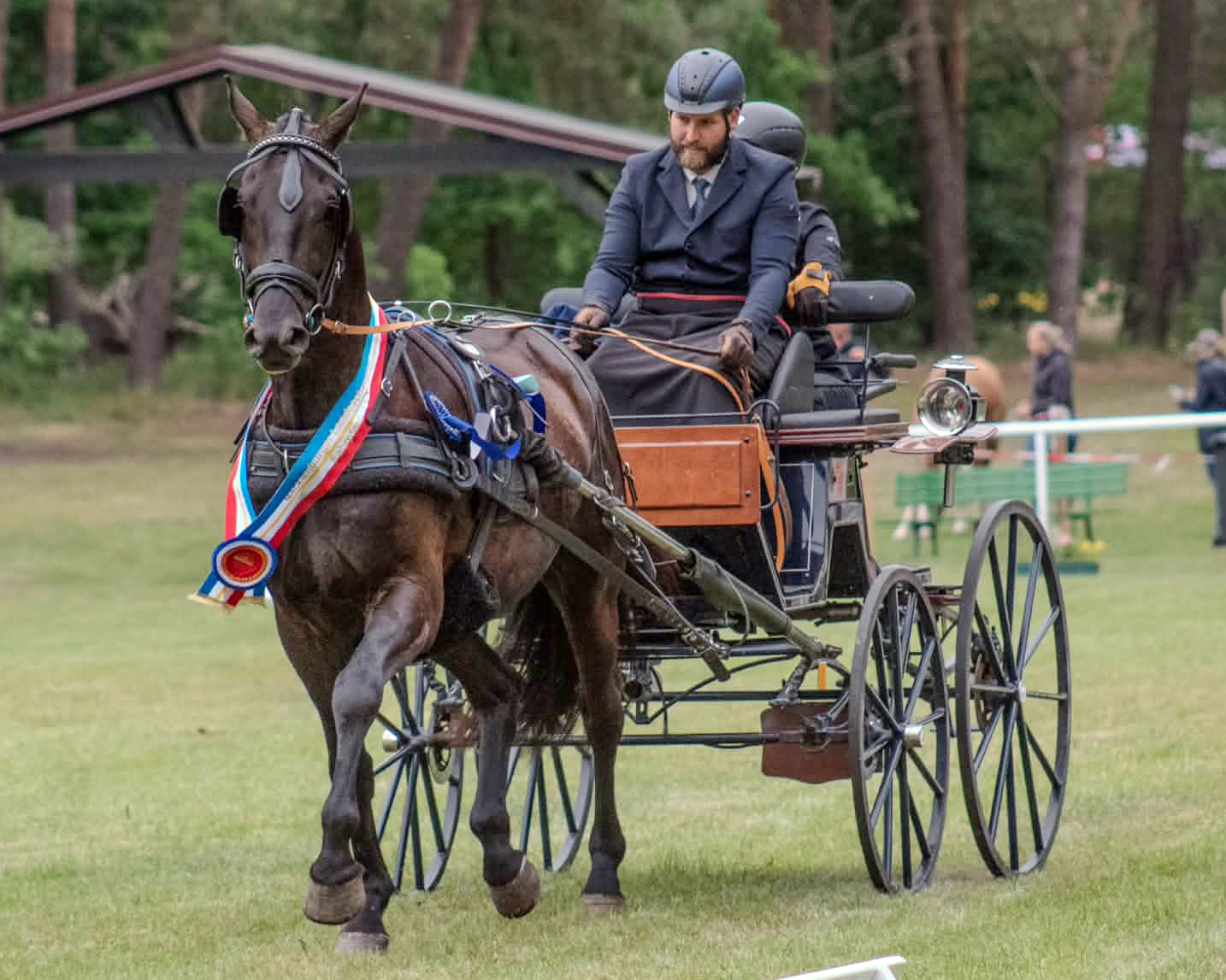 Landeschampion der Mecklenburger Fahrpferde wurde der Rappe Mimikry OFT (v. Morricone I x Secret). Hier mit seinem Züchter, Besitzer und Fahrer Tom Eichler. © Kerstin Hobom