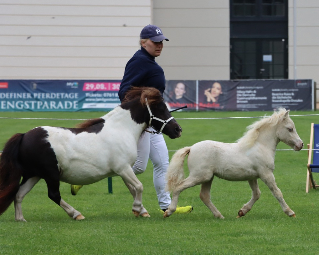 Redefin: Elitefohlenchampionat der Shetlandponys im Landgestüt