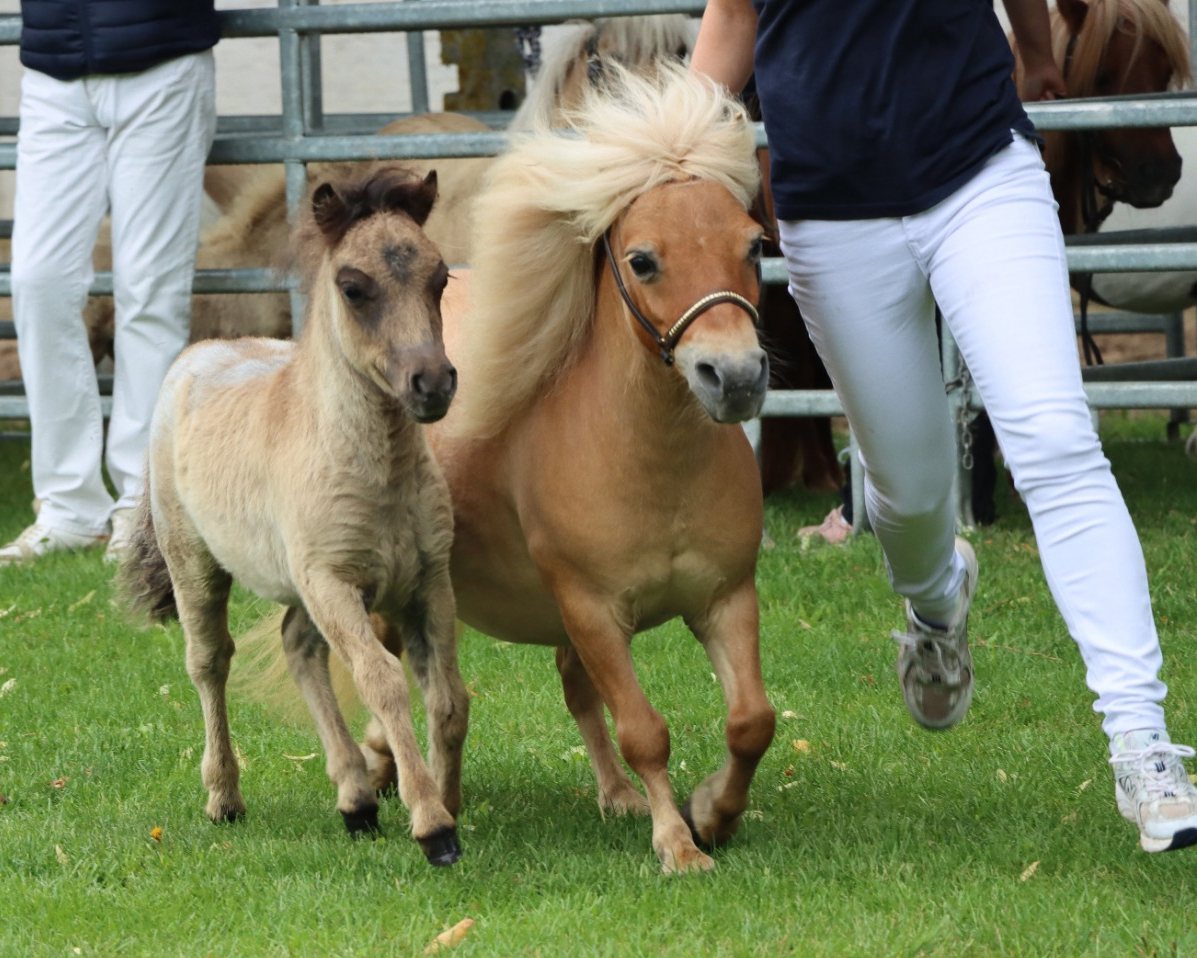 Reservesieger Shetlandponys unter 87cm, Stute von Schalenburgs Gandalf (Kat.Nr. 5).