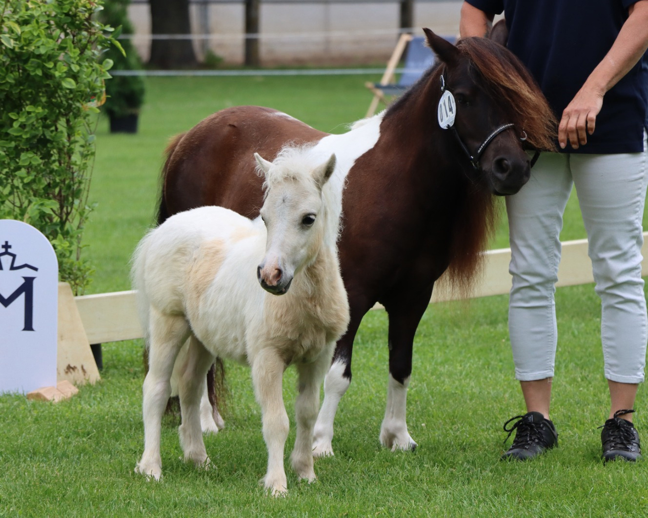 Reservesiegerin Shetlandponys unter 87cm, Stute von Birchwood Pocket Prince (Kat.Nr. 14).