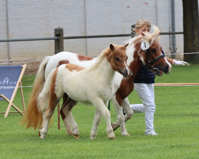 Dritte Shetlandponys, Stute von Example van Stal Polderzicht (Kat.Nr. 7).