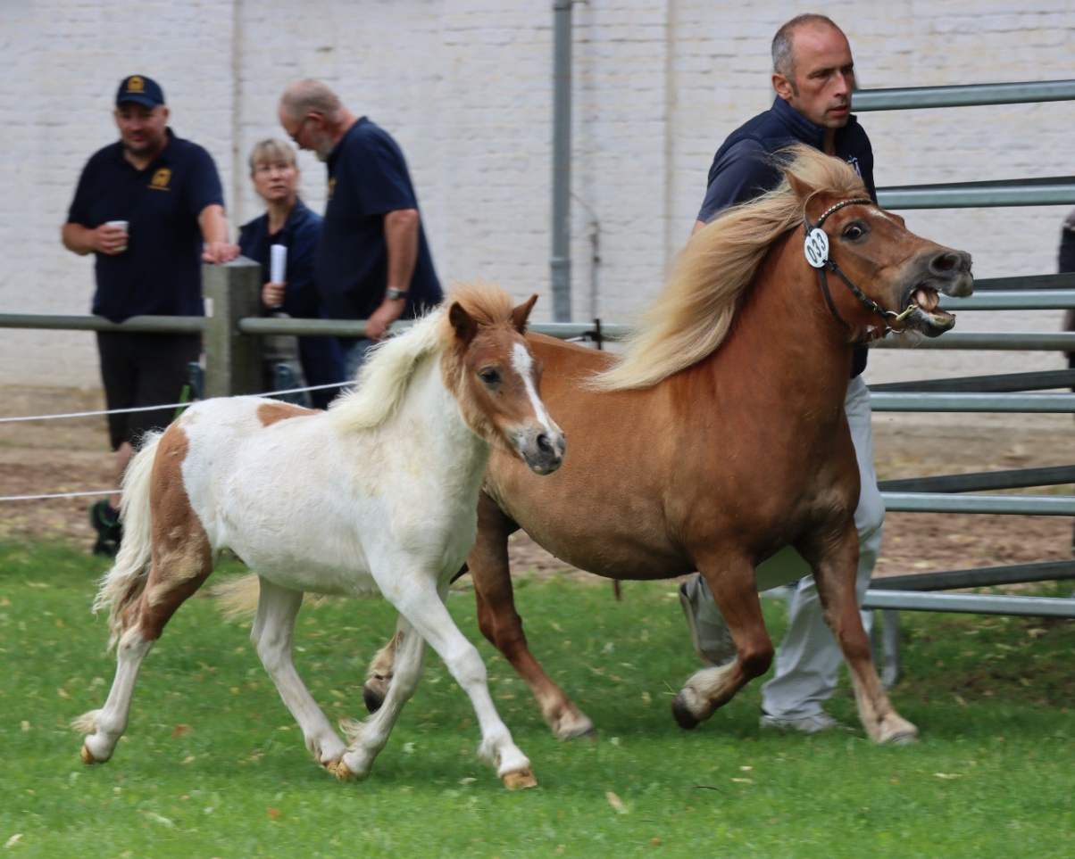 Sieger Shetlandponys, Hengst von Chris van’t Zand (Kat.Nr. 33).