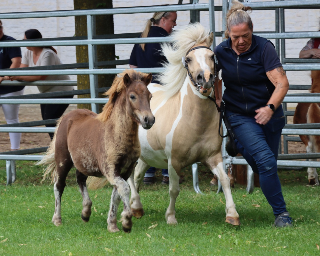 Reservesieger Shetlandponys, Hengst von Hovdes Dwight (Kat.Nr. 36).