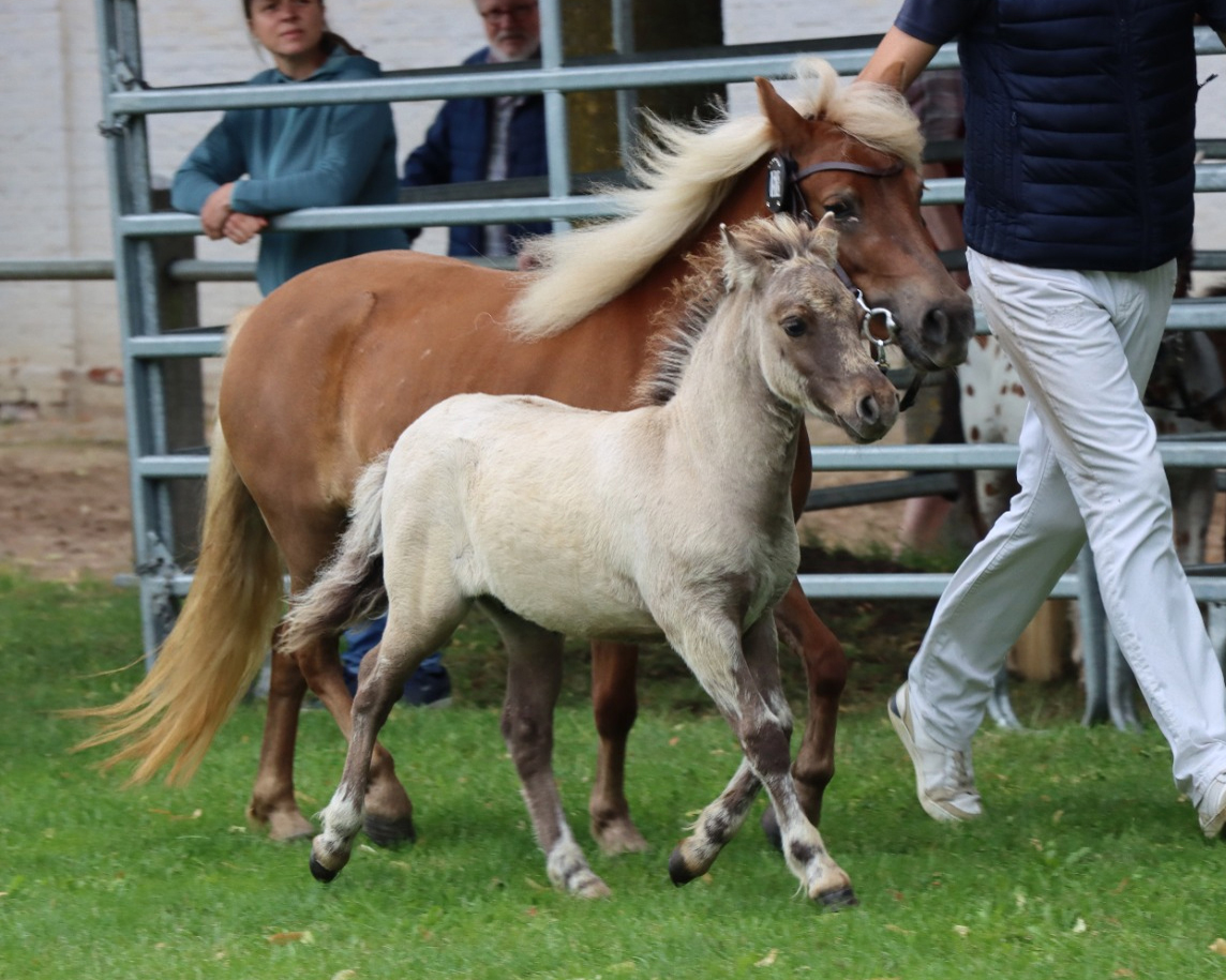 Reservesieger Partbredshetlandponys, Hengst von Archie vom Wische Hof (Kat.Nr. 58).