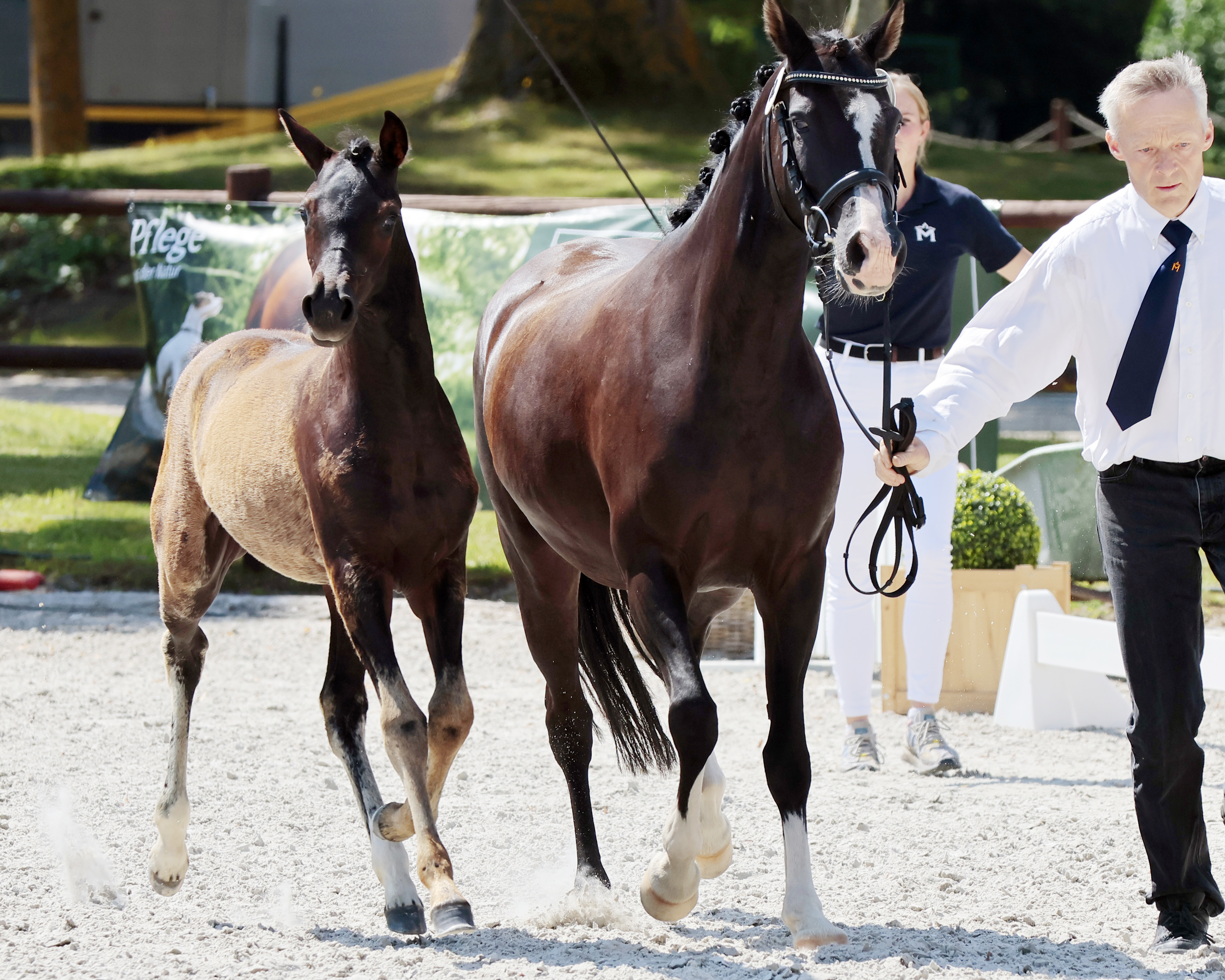 Sieger Stutfohlen Deutsche Reitponys Kat.Nr. 44 von Kent Negano WE.