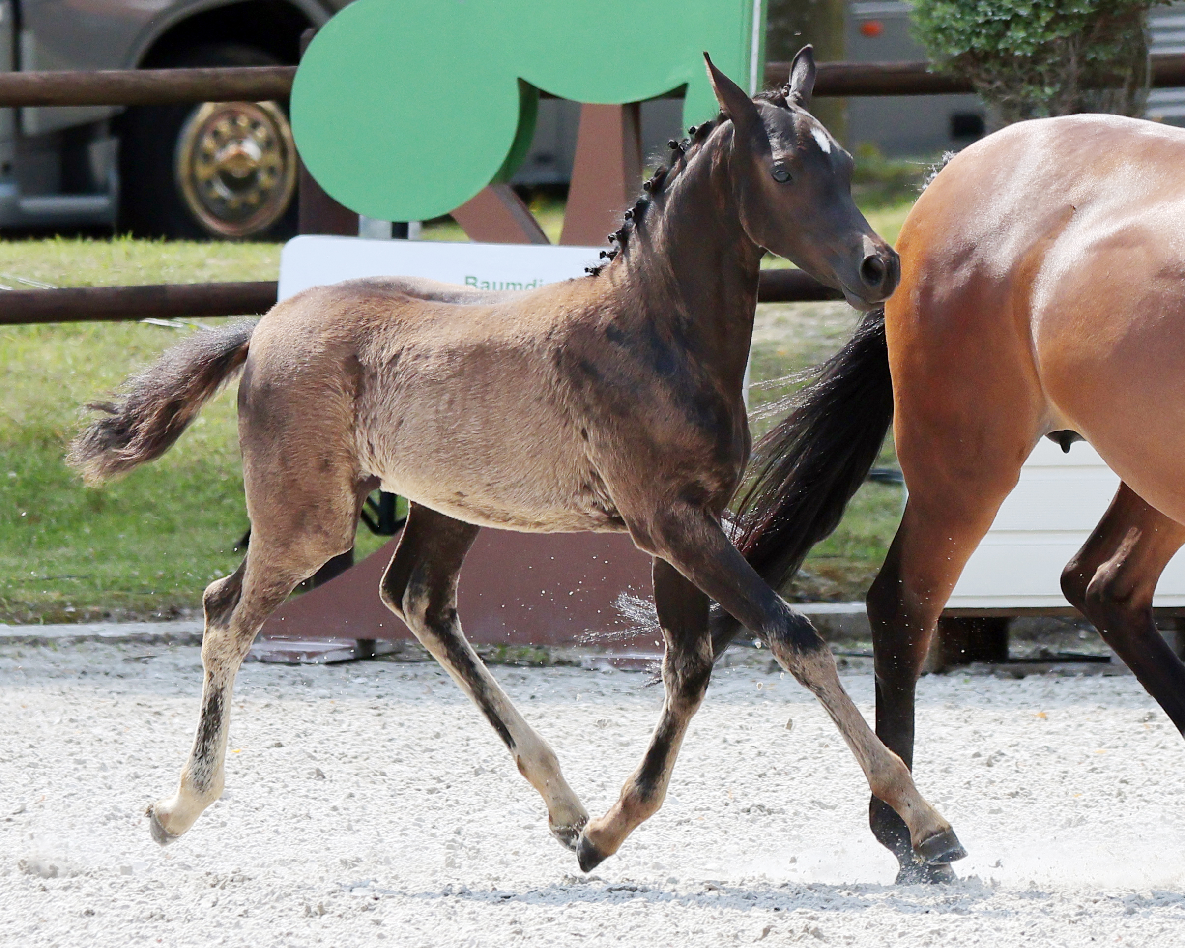 Reservesieger Stutfohlen Deutsche Reitponys Kat.Nr. 48 von Der Zauberlehrling.