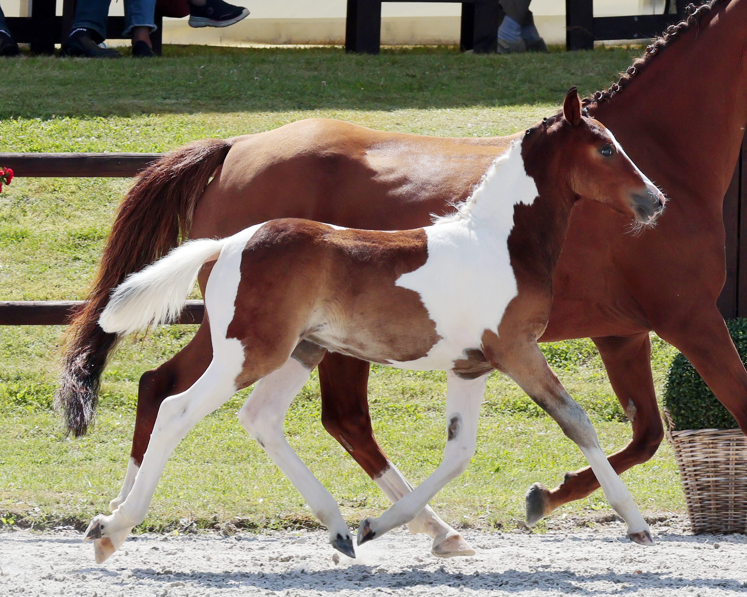 Reservesieger Stutfohlen Deutsche Reitponys Kat.Nr. 49 von Wandor AS.