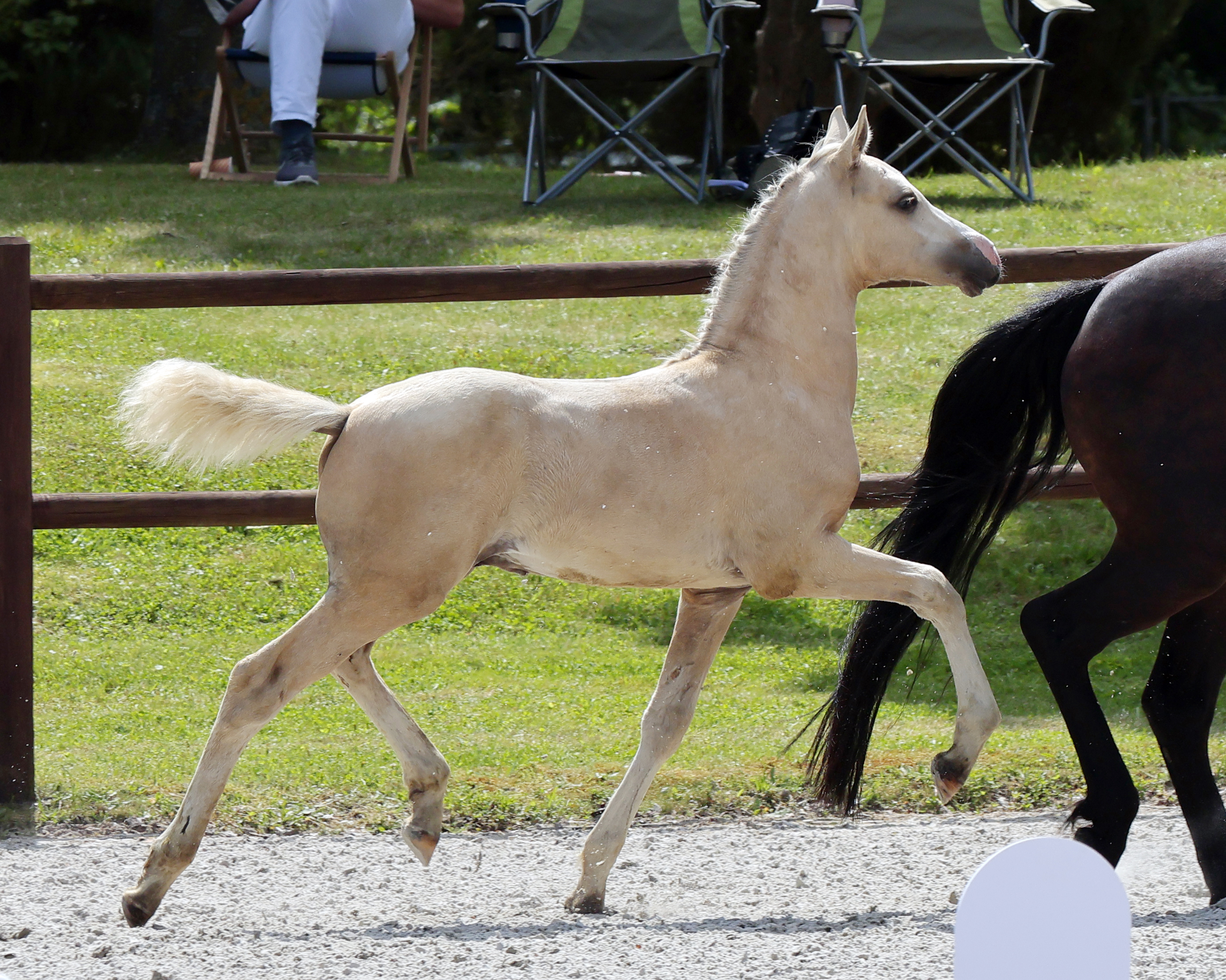 Sieger Hengstfohlen Deutsche Reitponys Kat.Nr. 60 von Starlight's Black Storm DW.