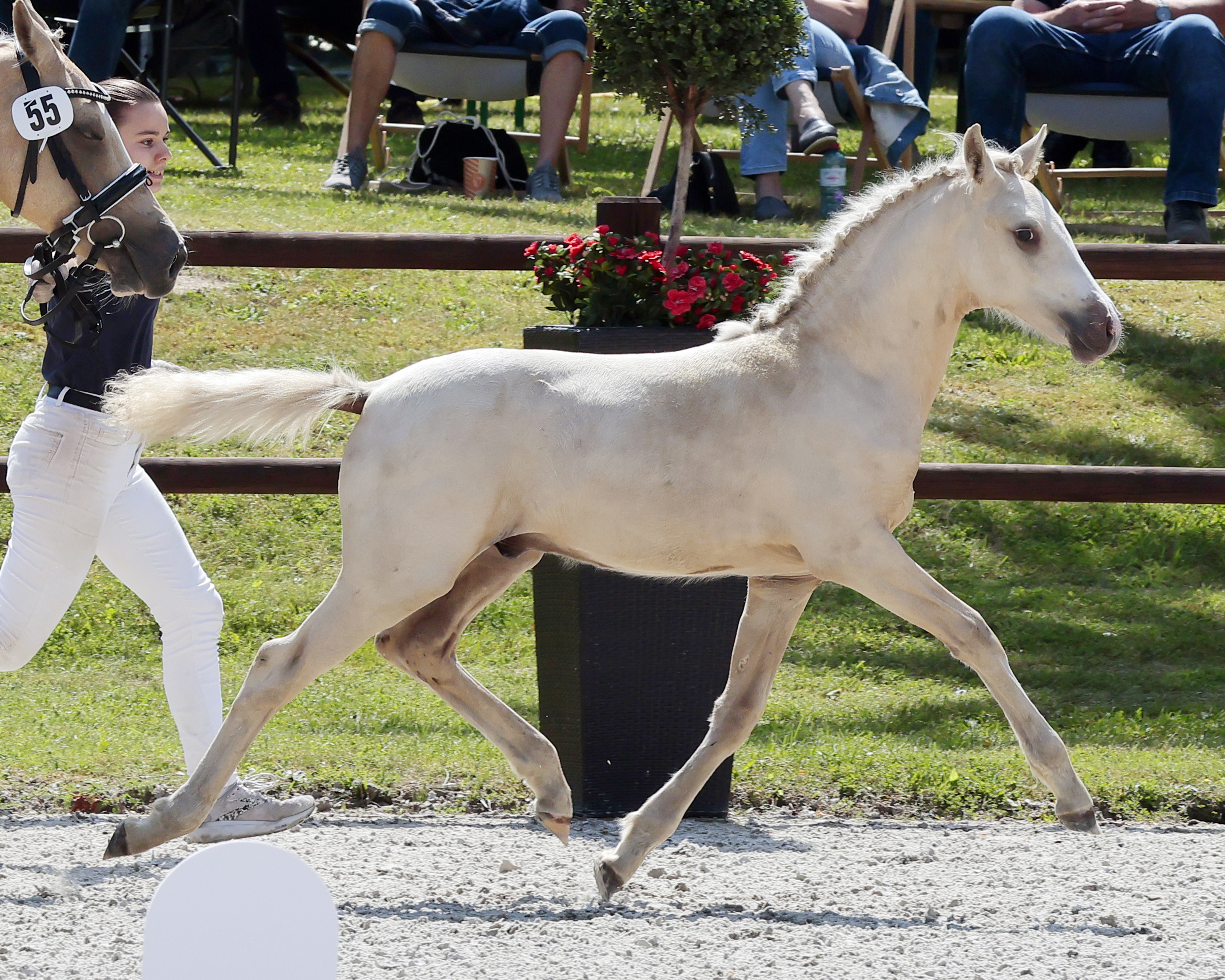 Reservesieger Hengstfohlen Deutsche Reitponys Kat.Nr. 55 von Dating's Smiley.