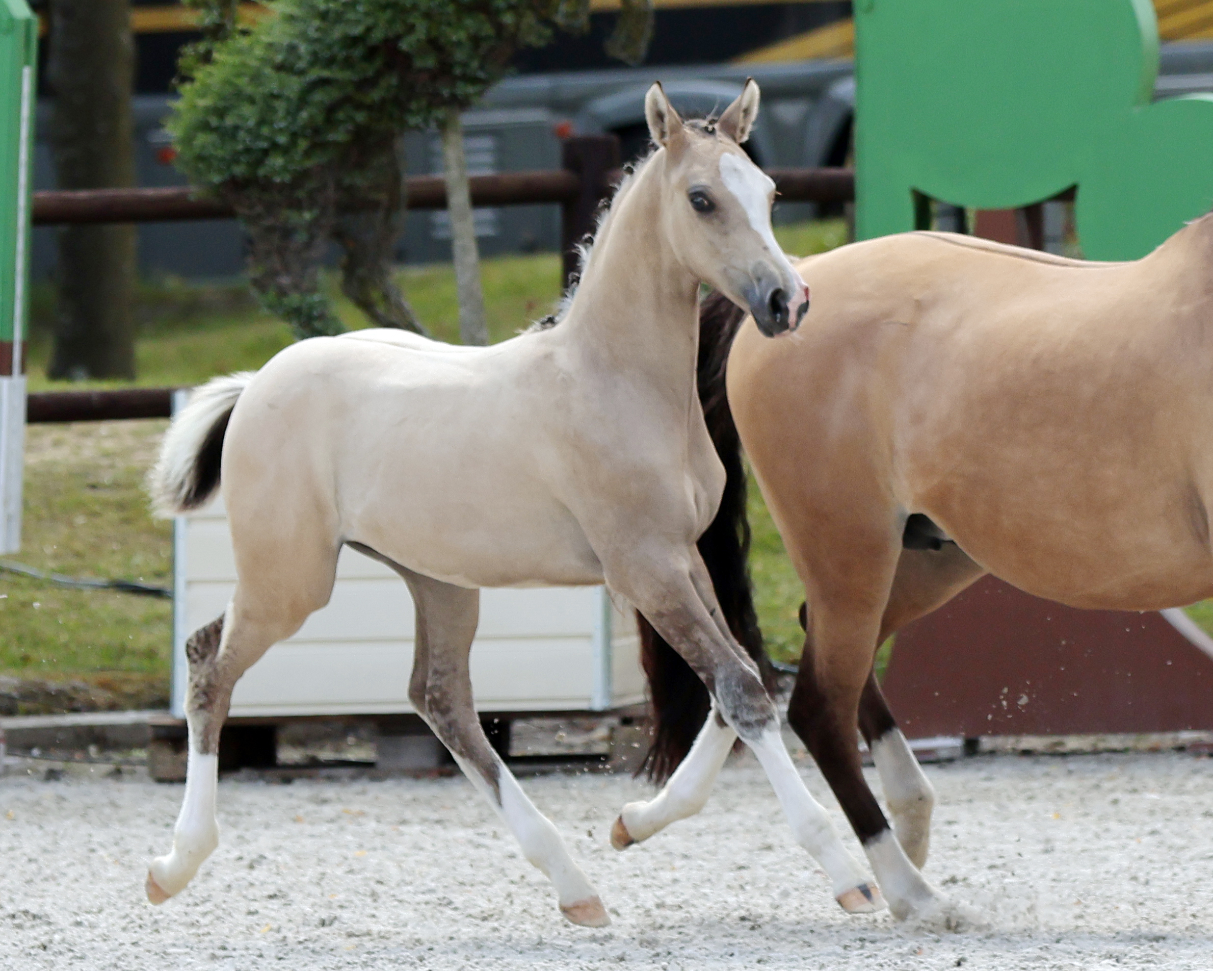Platz 3 Hengstfohlen Deutsche Reitponys Kat.Nr. 59 von Gold Garant NRW.