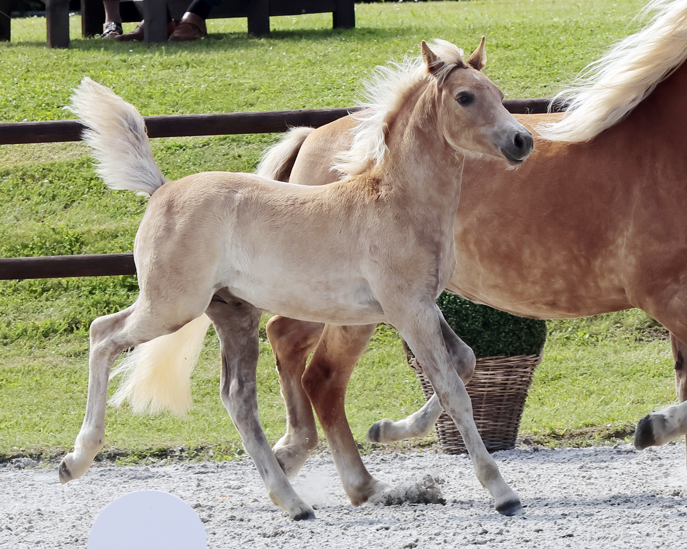 Sieger Hengstfohlen Haflinger Kat.Nr. 23 von Niklas.