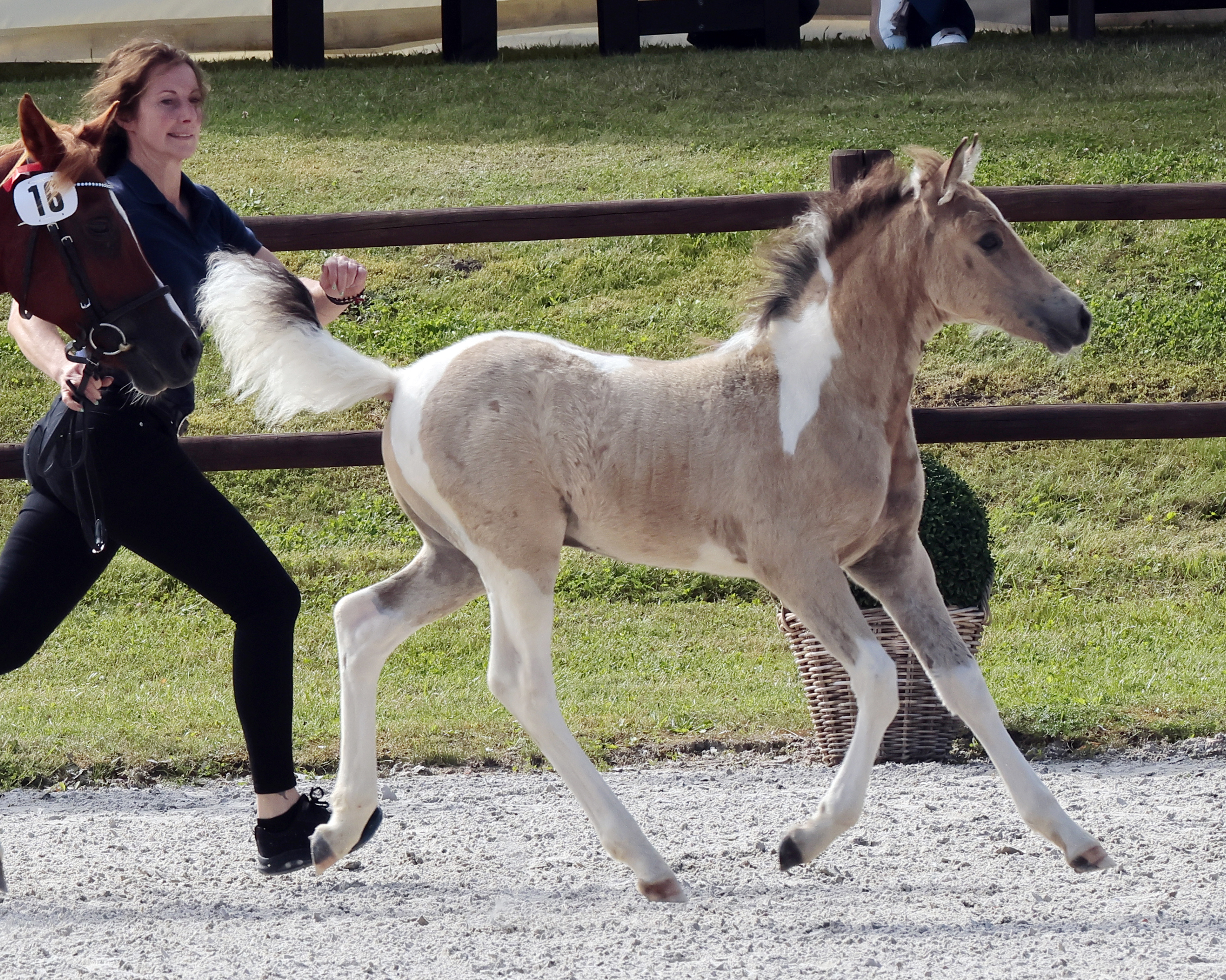 Sieger Hengstfohlen Lewitzer Kat.Nr. 16 von Rudolphitals Double Dream.