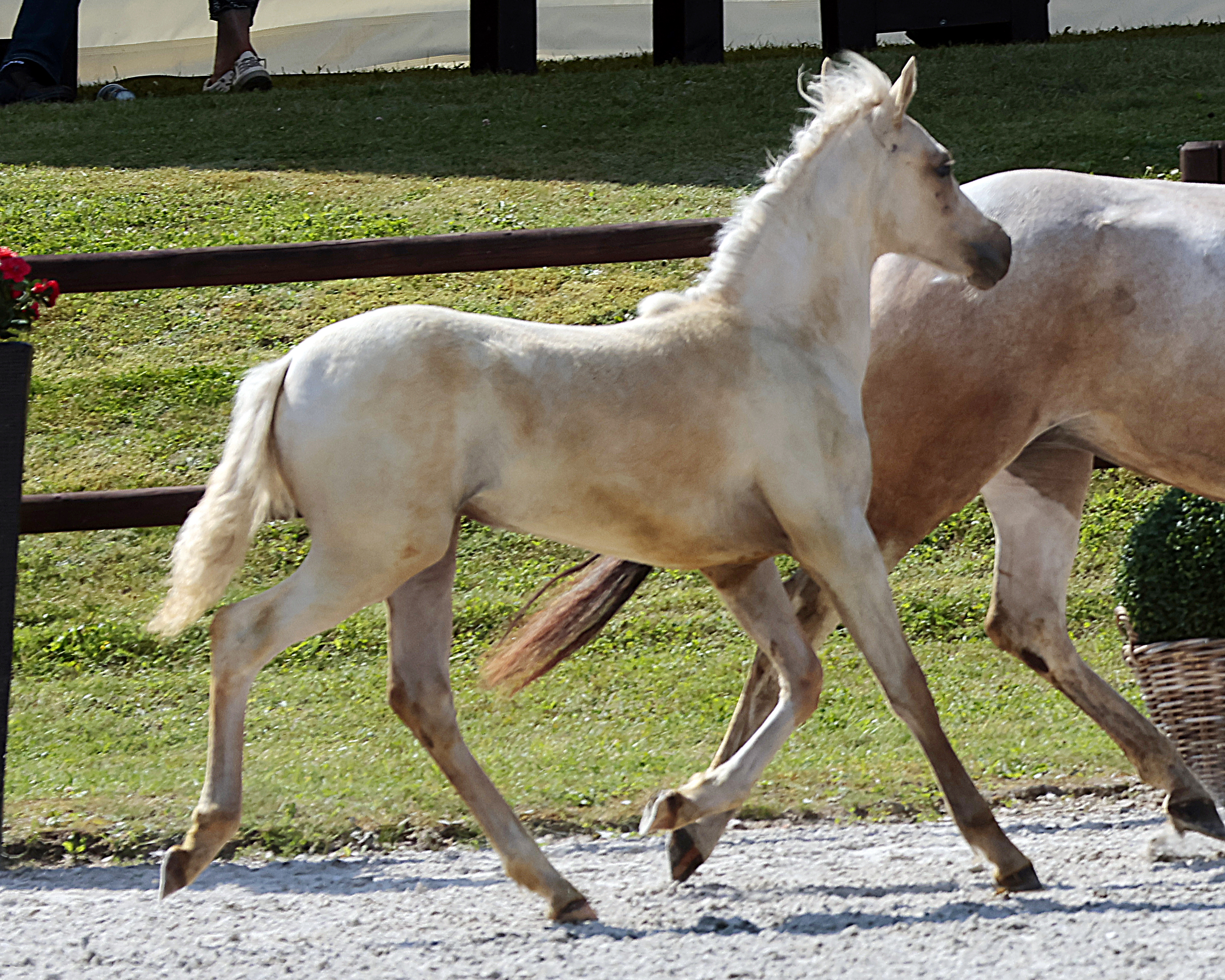Sieger Pinto Pony Stutfohlen Kat.Nr. 28 von Wandoro AS.
