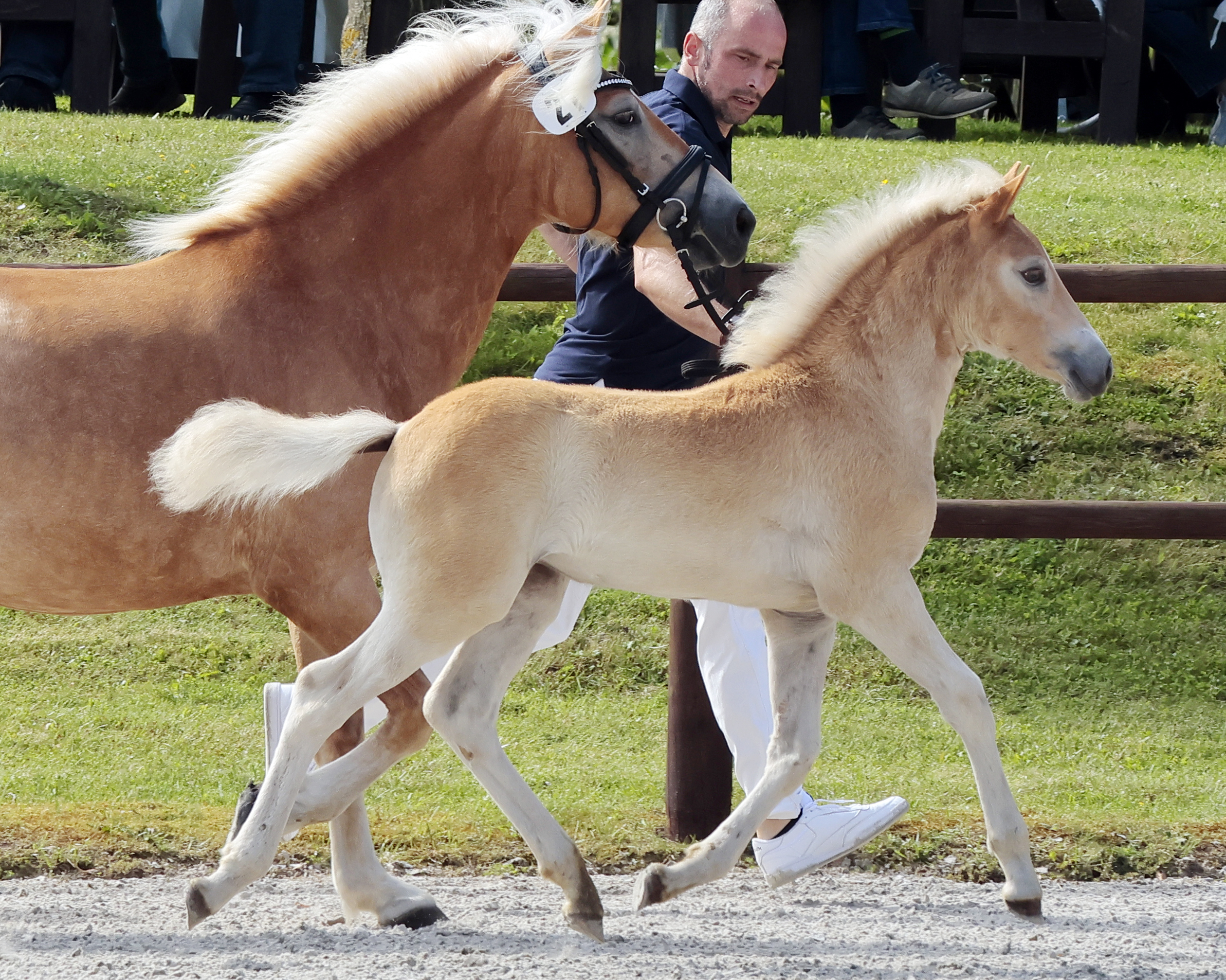 Sieger Stutfohlen Haflinger Kat.Nr. 21 von Liz.549 T Stradiano.