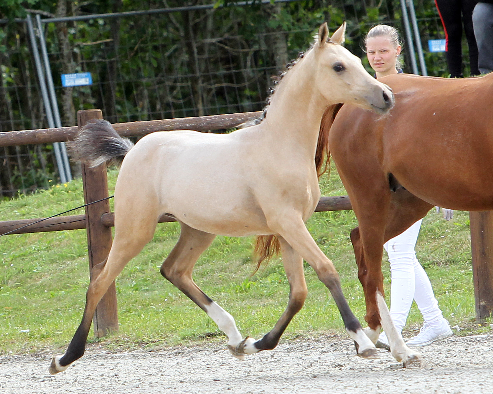 Golden Grace 2023 beim Elitefohlenchampionat in Groß Viegeln, wo sie Reservesiegerin bei den Stutfohlen wurde. © Jutta Wego