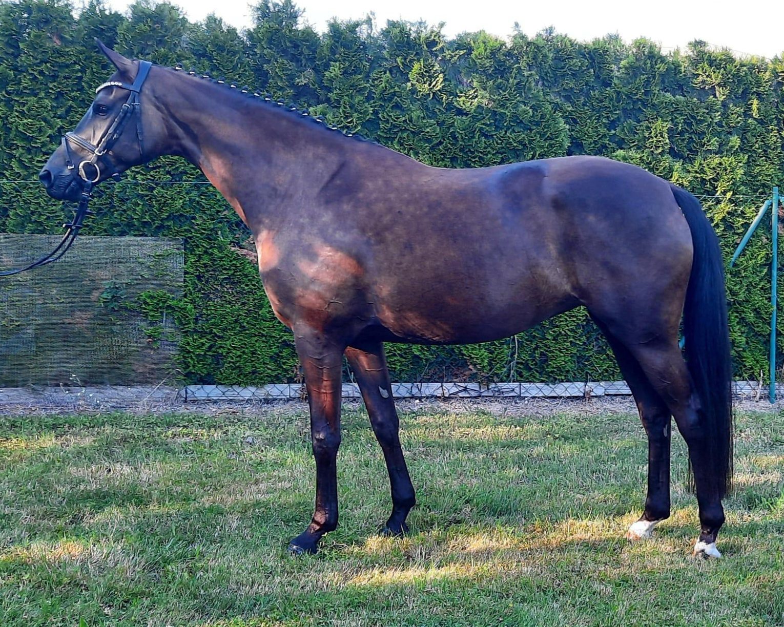 Güstrow Cavallo Arena: Maila SE wurde Prüfungssiegerin