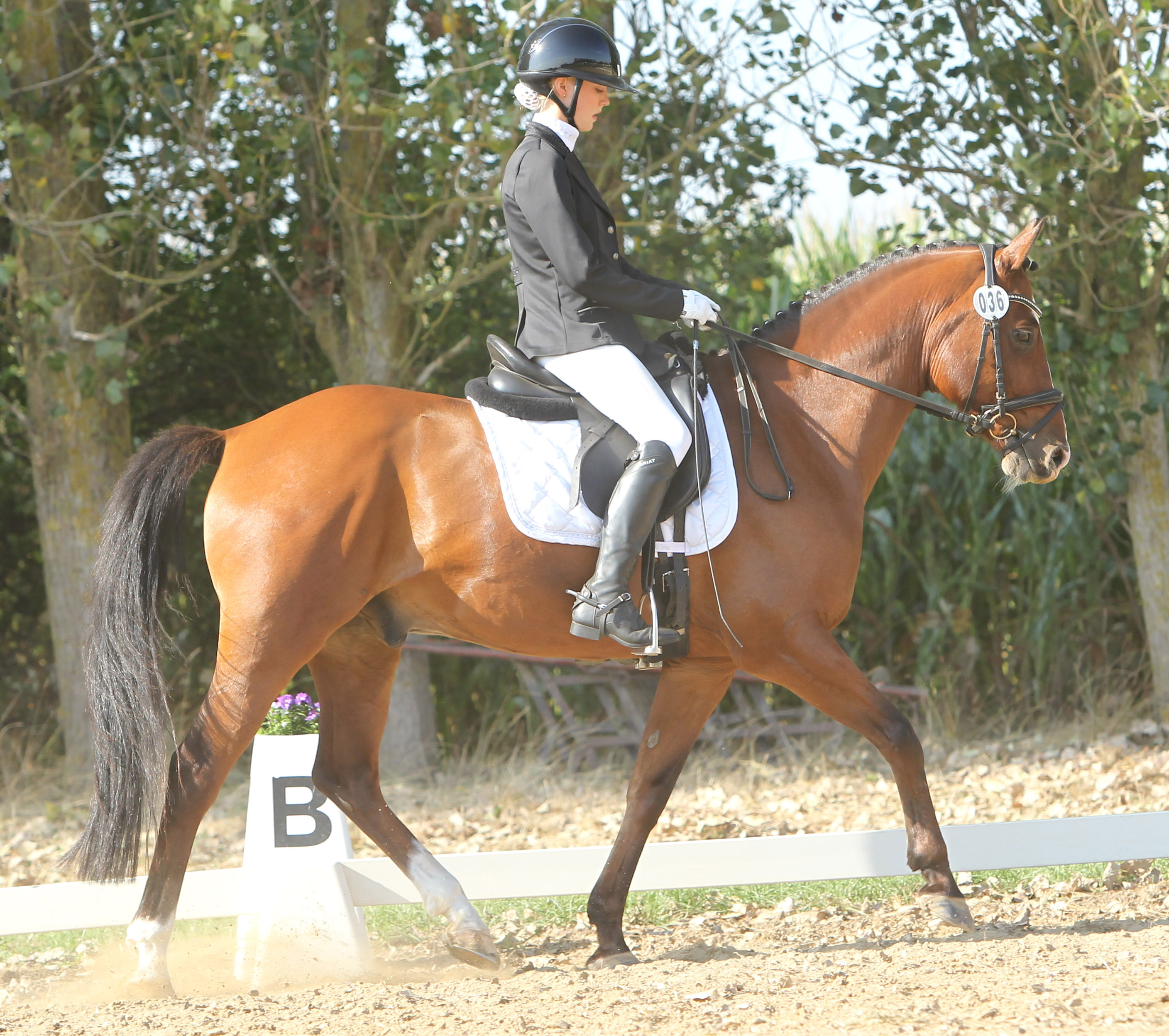 In den beiden L-Dressuren war Anna-Lena Jürgens (Wusterhusen) mit Daponte vM auf den 2. Und 3. Platz erfolgreich. © Jutta Wego