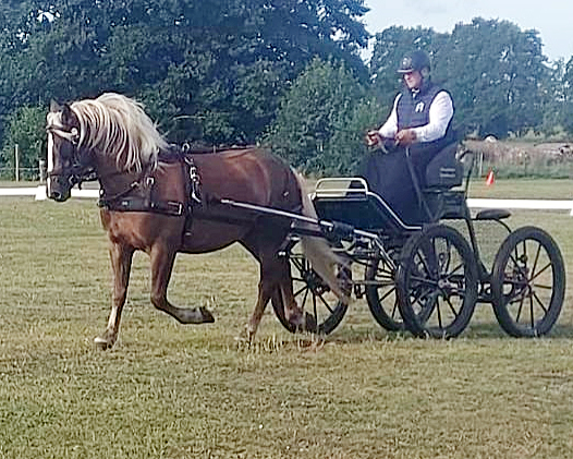 Benz-Usedom: Starpower Galan und Hella waren die Besten