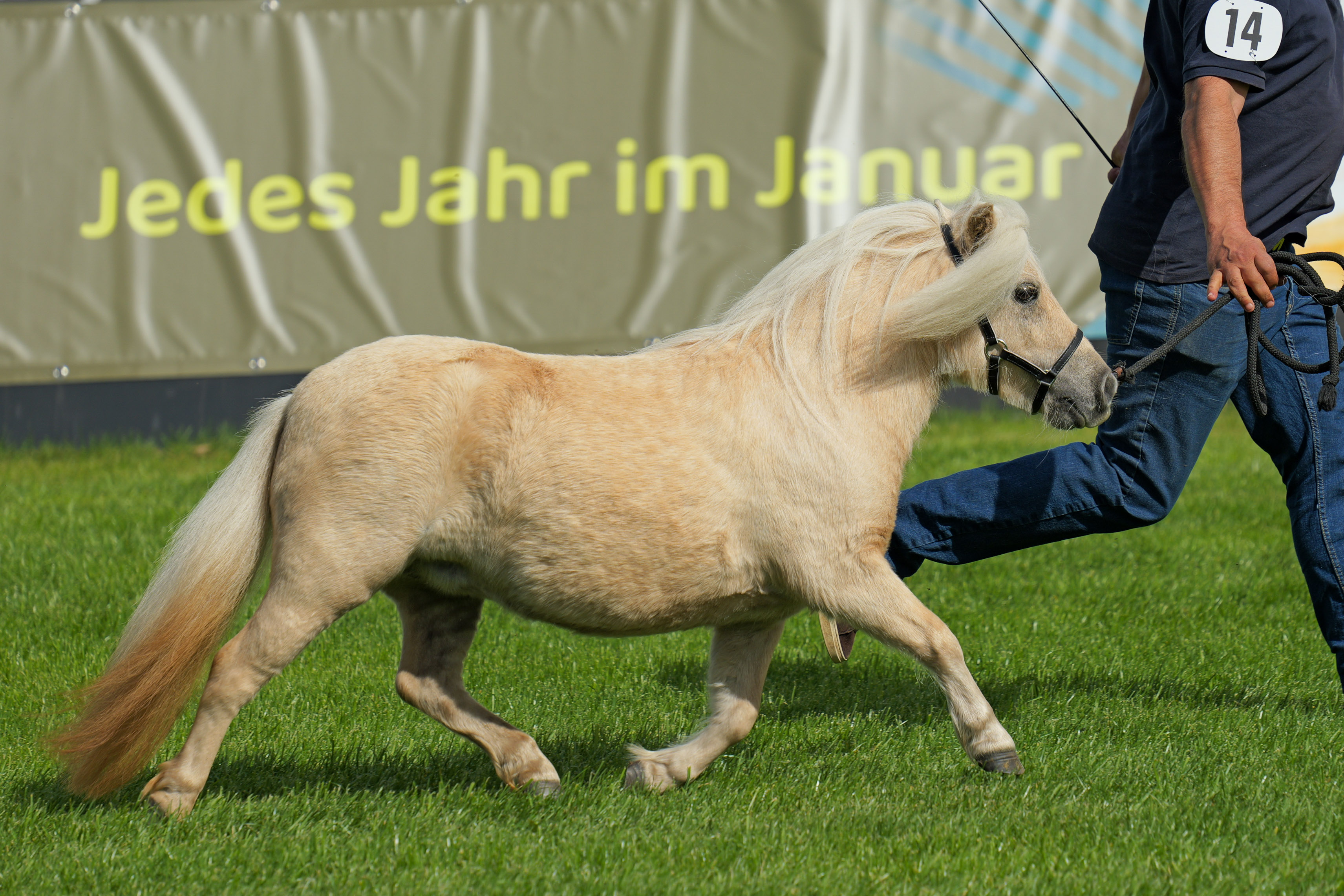 Kat.Nr. 14 Shetu87 3. Cartier von Weißv. Nouri v.d. Hoessenbo