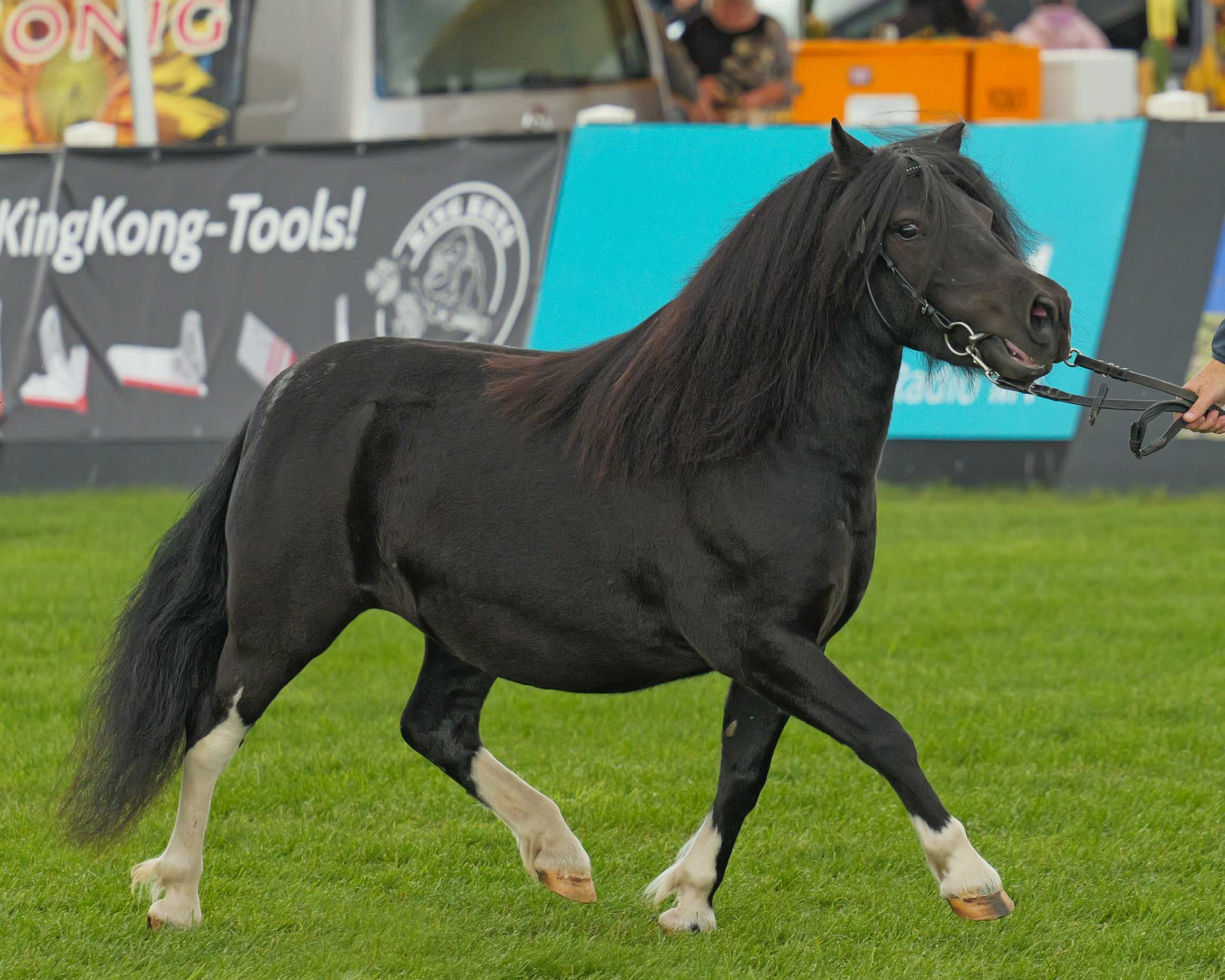 Kat.Nr. 29 Shet 1. Kimberly von der Waldesruh v. Kenzo Liebas