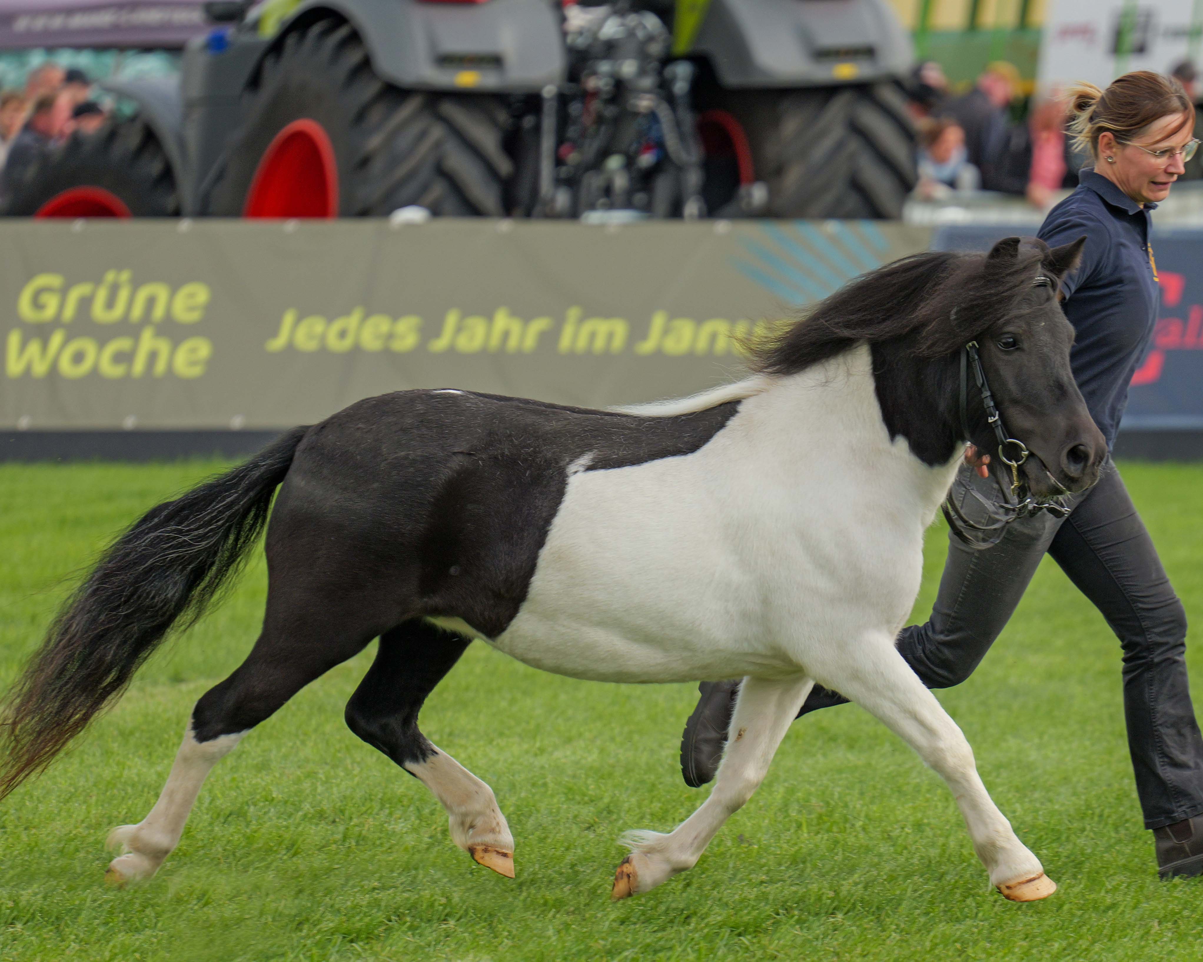Kat.Nr. 42 Shet 2. Kyara von der Waldesruh v. Kenzo Liebas