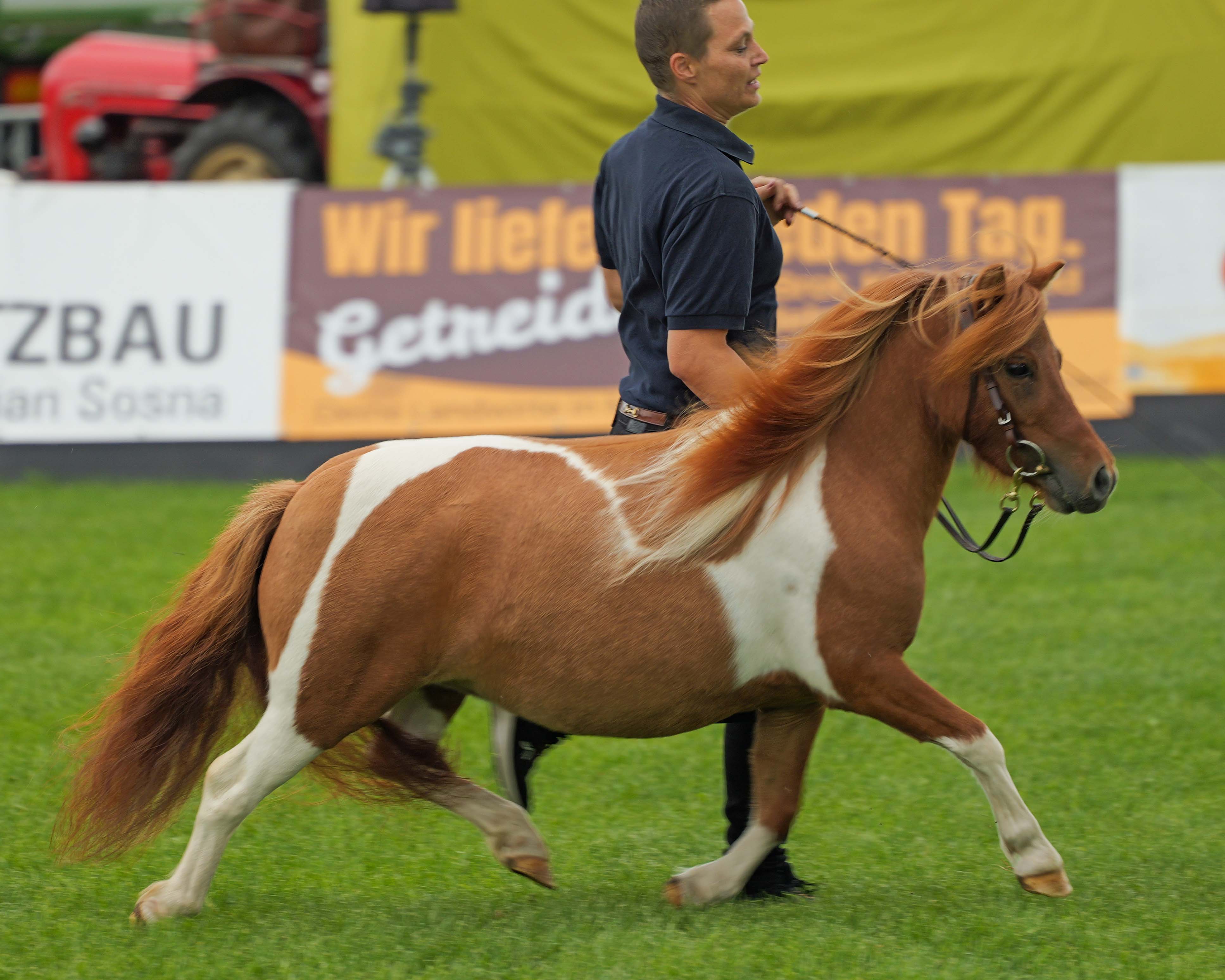 Kat.Nr. 46 DPbShP 1. Xinimini vom Elchmoor v. Alf