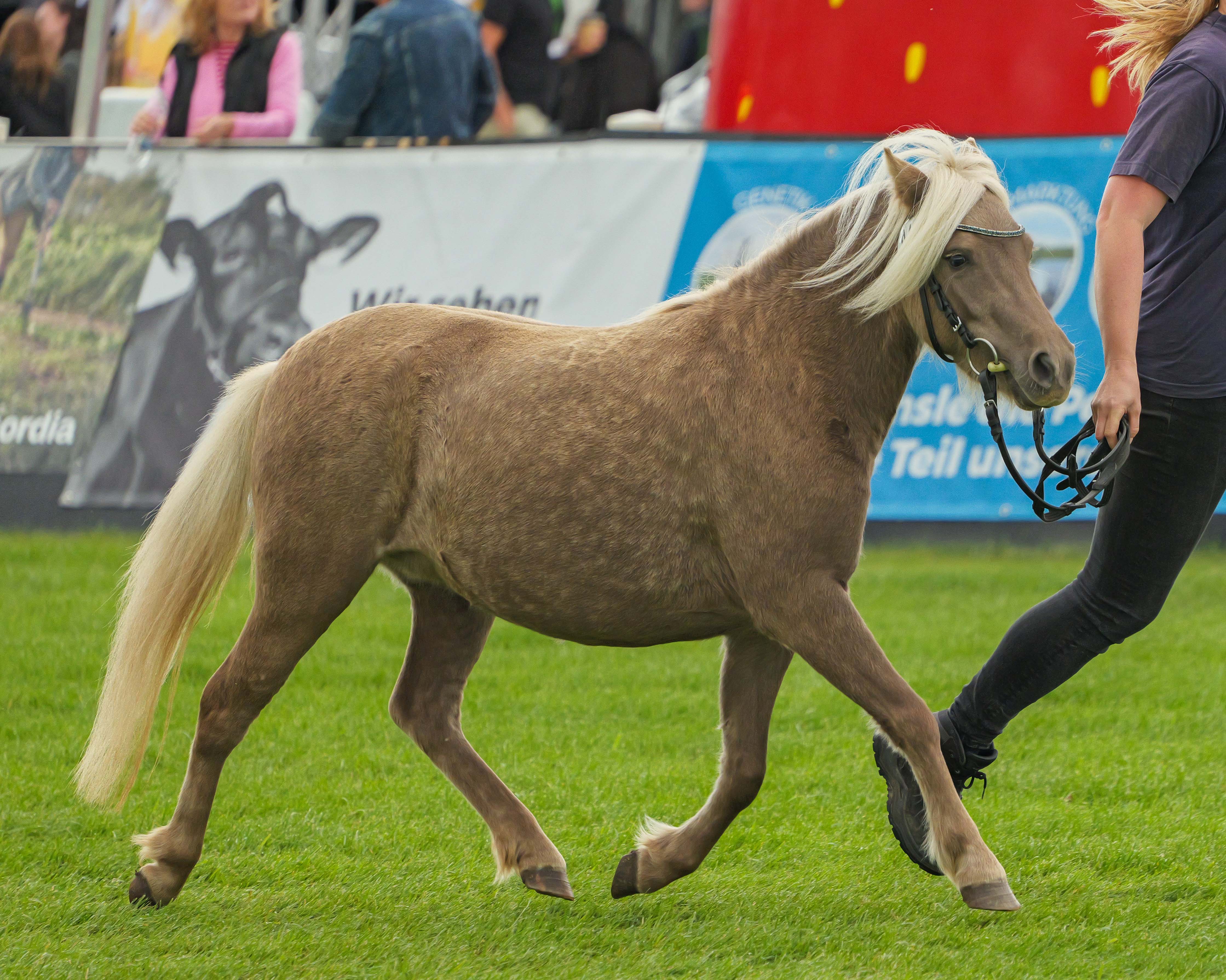 Kat.Nr. 49 Dt. CPo 1. Josy von Krummesse v. Jim Beam vom Moritzberg