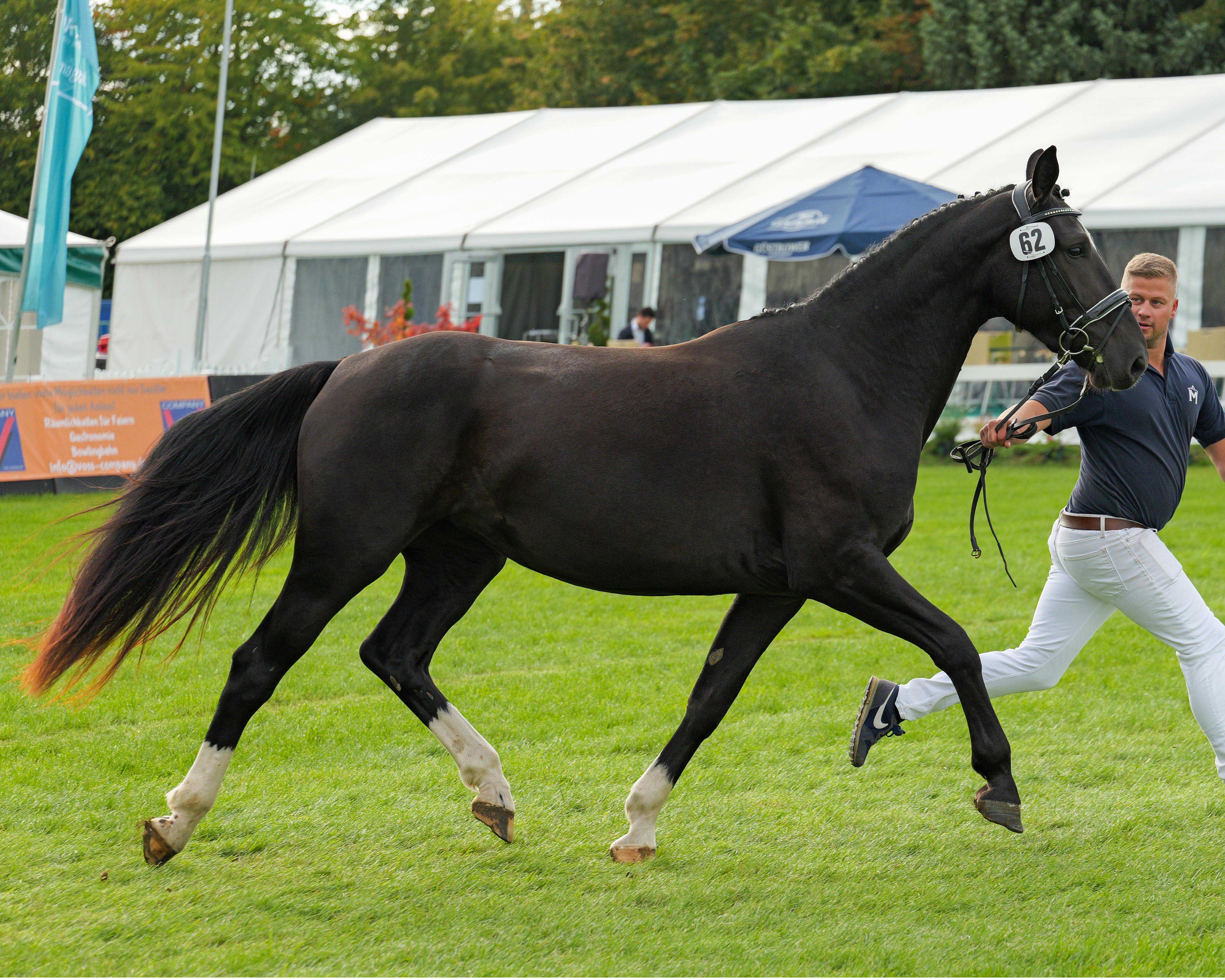 Kat.Nr. 62 STSW 1. Sansa v. Löwenprinz