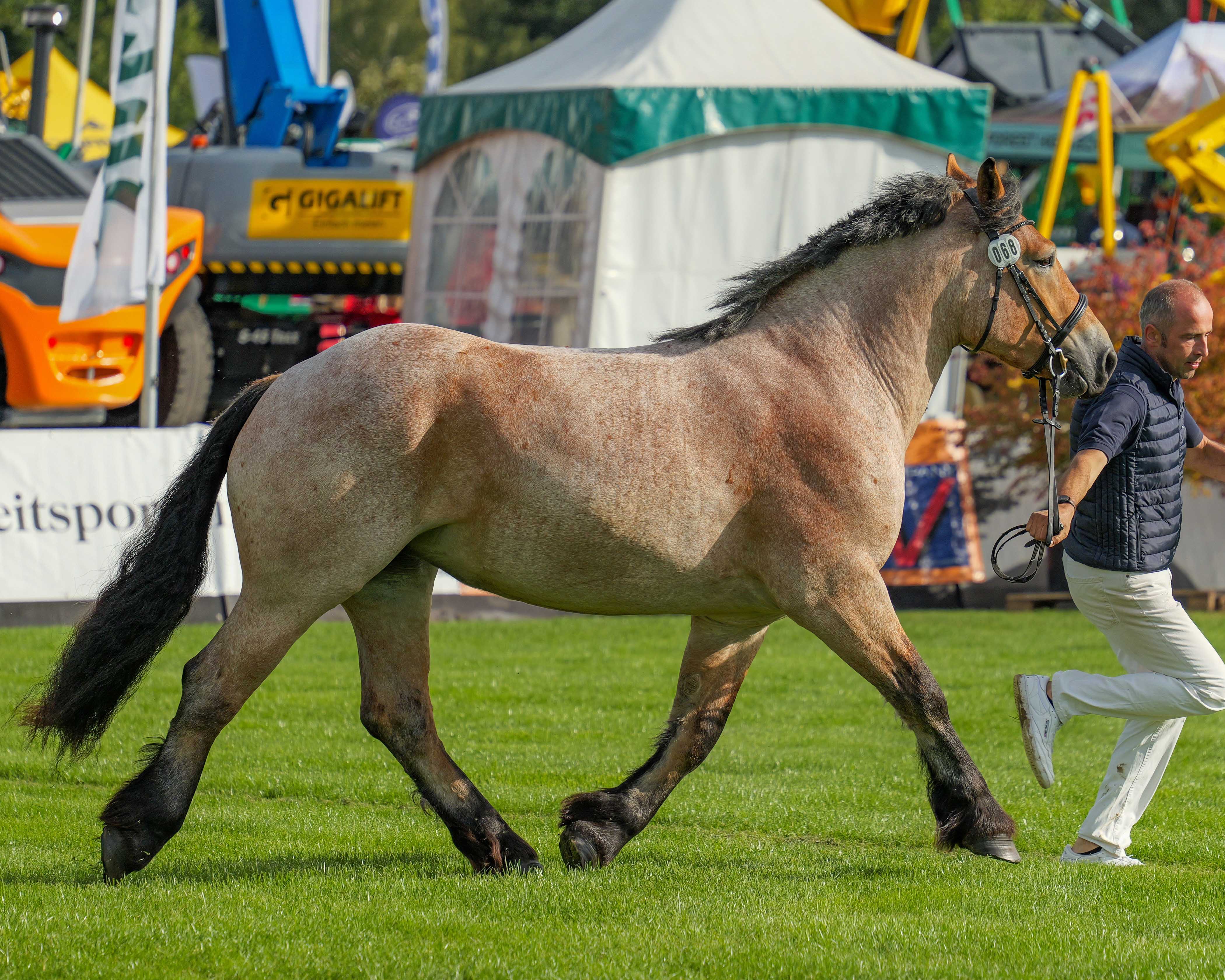 Kat.Nr. 68 RhD-K 3. Verav. Vitali