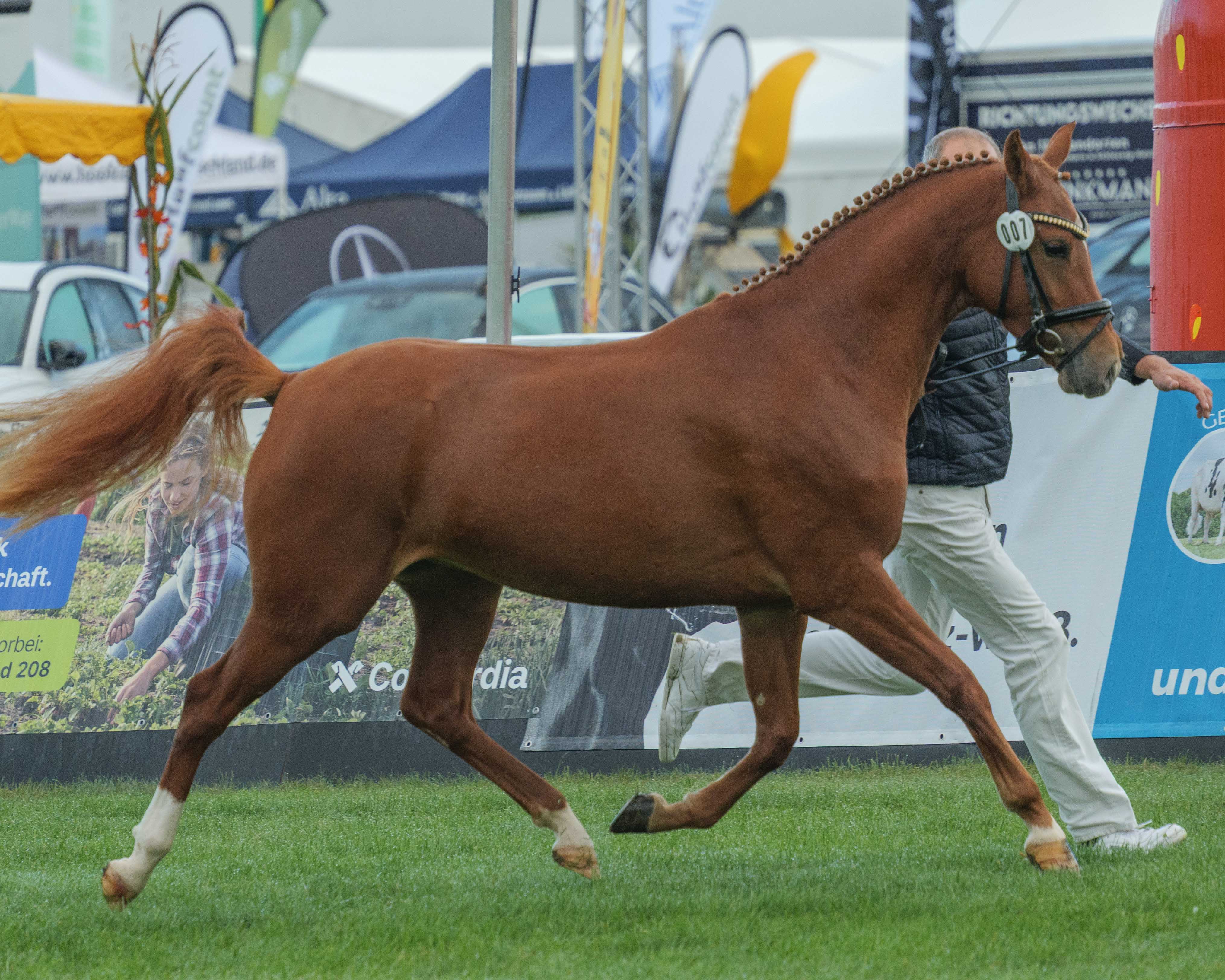 Kat.Nr. 07 DR 1. Coco-Rouge v. Nancho's Golden Star
