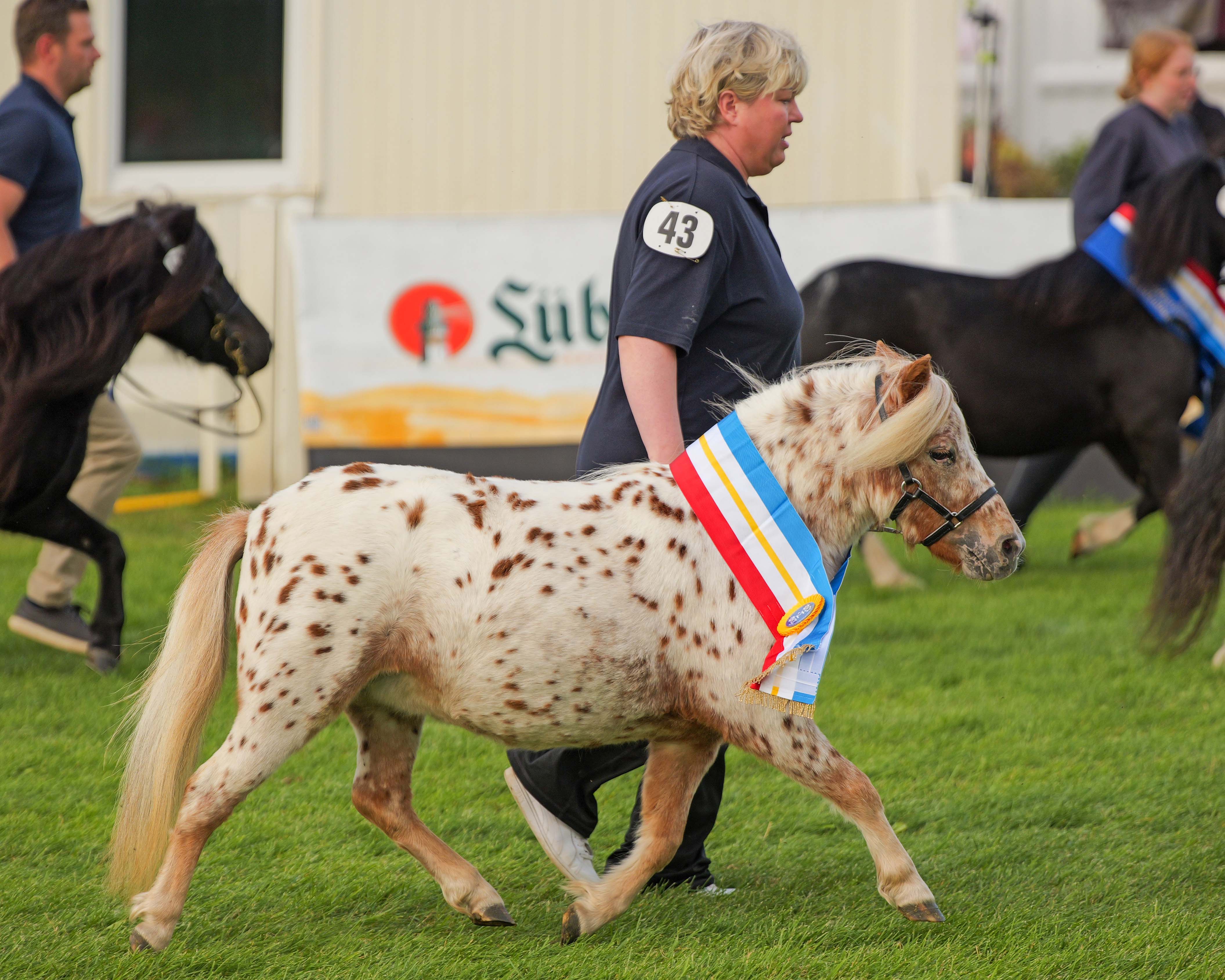 Ehrenrunde Kat.Nr. 43 Amira von Holsteinsberg (DPbShM) v. Skyfall Caesar