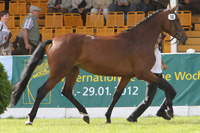 StPrSt. CHANDELA (3. Pl.) v. Champion De Cord / Continue (Norbert Manzke, Helpt).