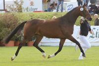 StPrSt. SHAKIRA (4. Platz) v. Sancisco / Wind Danzer (Helga & Peter Wurzer, Datzetal).