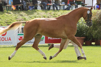 StPrSt. DURANA (5. Pl.) v. Dramatiker/T. / Duros (GbR Kretschmar, Wilhelminenhof).