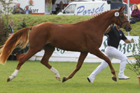 StPrSt. DESIERE (6. Pl.) v. Desperados / Grenzfall/T. (Else Marie Woblewski, Wendorf).