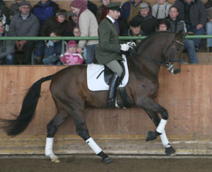 Erstmals in Klasse S am Start, gewann Roland Volkmann mit Don Akzentus einen St. Georg in Zierow. Foto: Jutta Wego