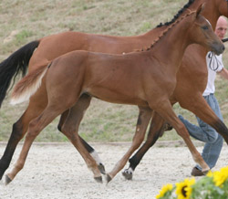 2. Kat.54, Meckl., S, 25.4, F, Catokis Cannon, Broadway, Baloubet du Roue, Landadel, 82,5 Pkt., Stall Vineta, Ulrike Hagemann, Kemnitz, 