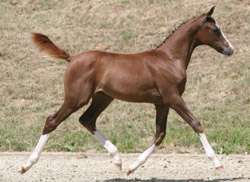 2., Kat. 68,  DR,  S,  28.4,  Df,  Kaiserwinner,  Eldorrado-Elite,  Downl. Chorister,  83,5 Pkt.,  ZG Tack & Lison, Jabel
